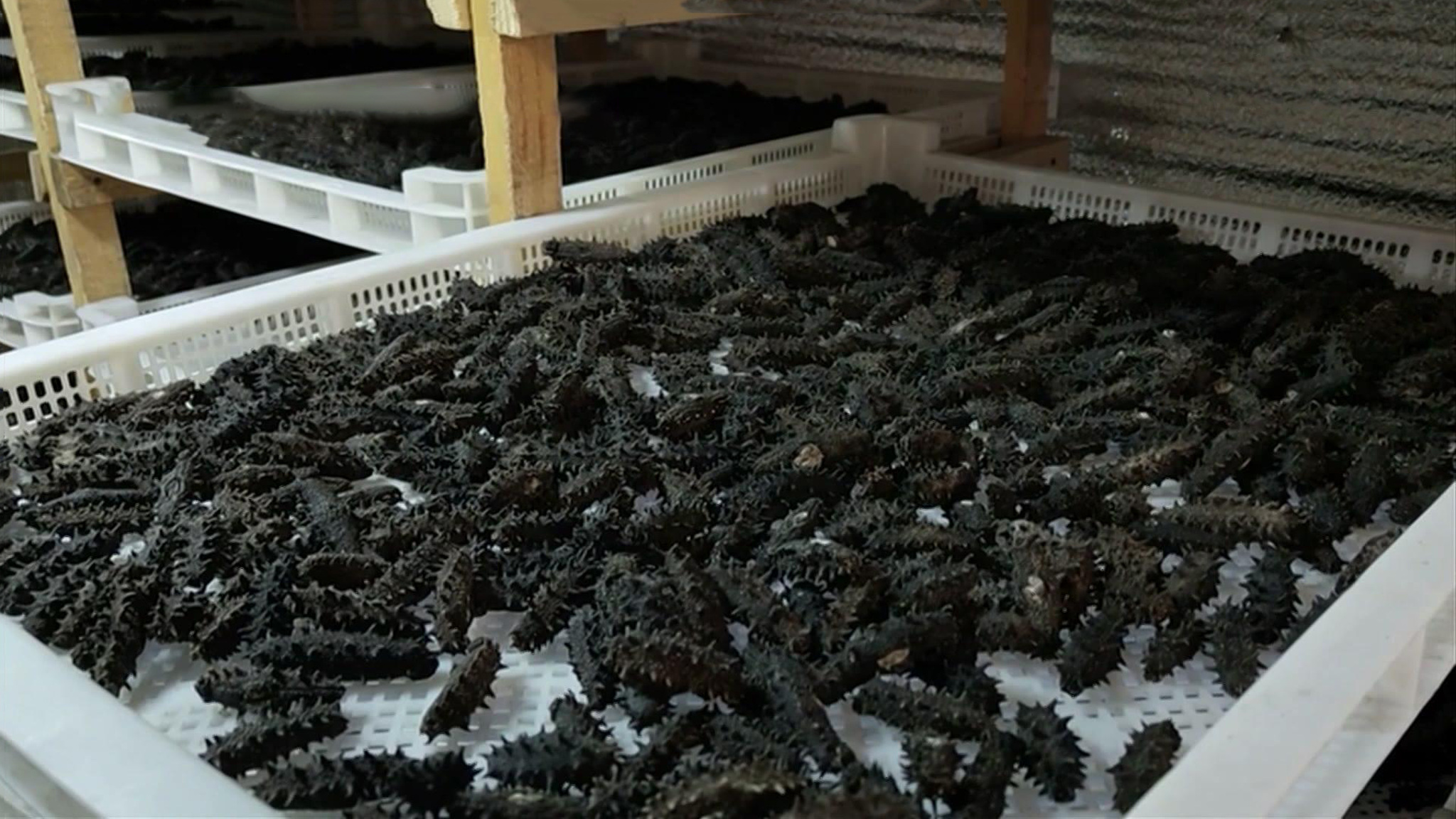 Браконьеры попались на сушке дальневосточного деликатеса