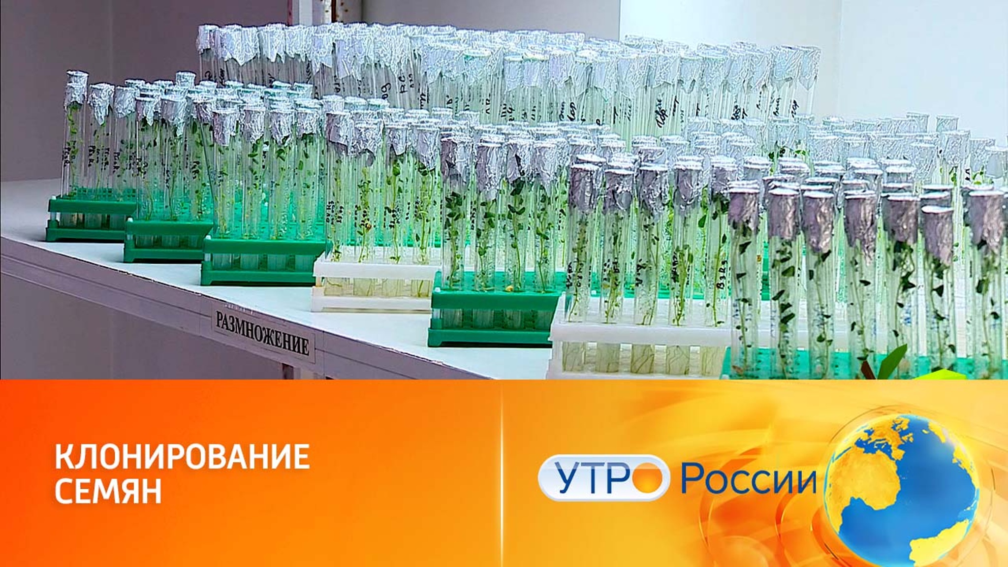 Искусственные семена и растения из пробирки