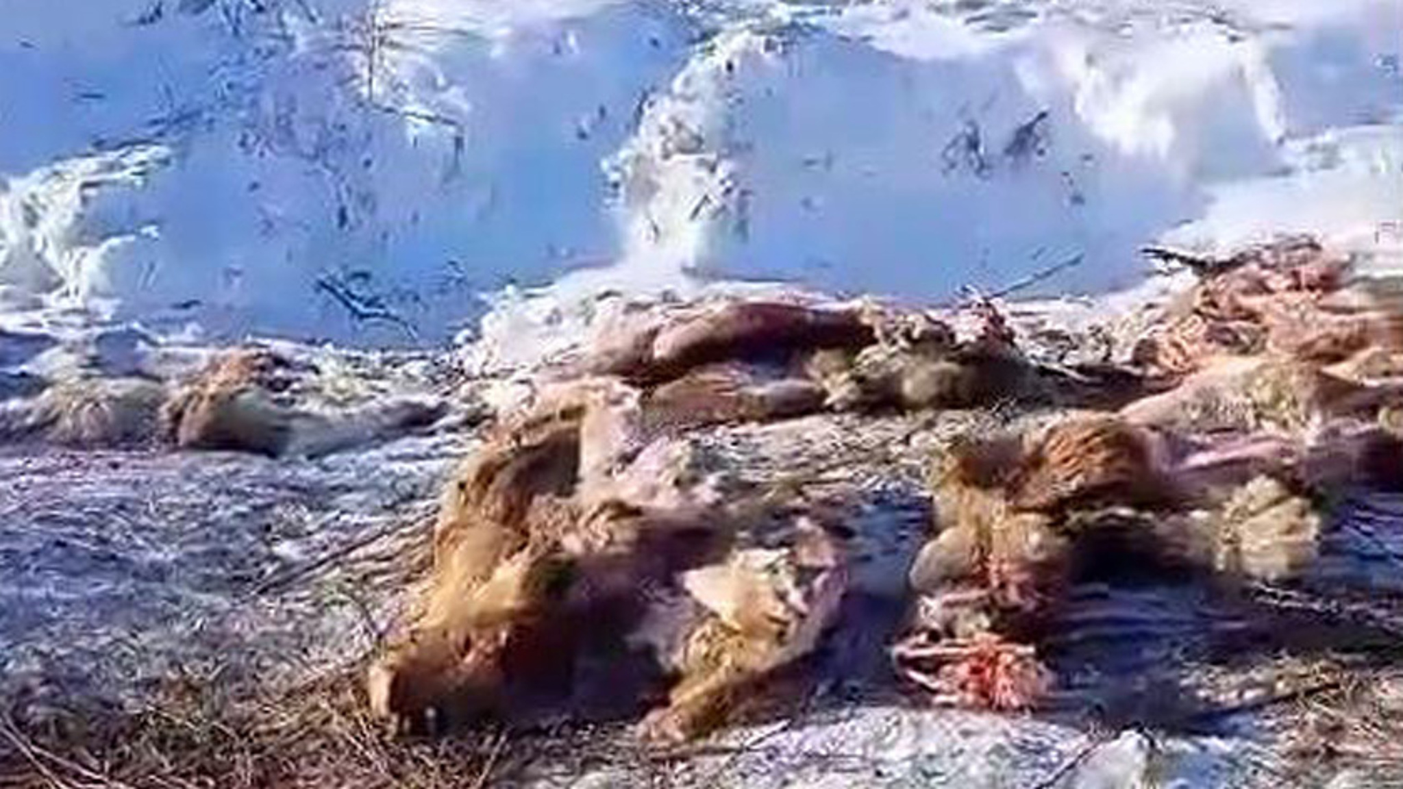 В Приамурье расследуют случай со свалкой из шкур косуль