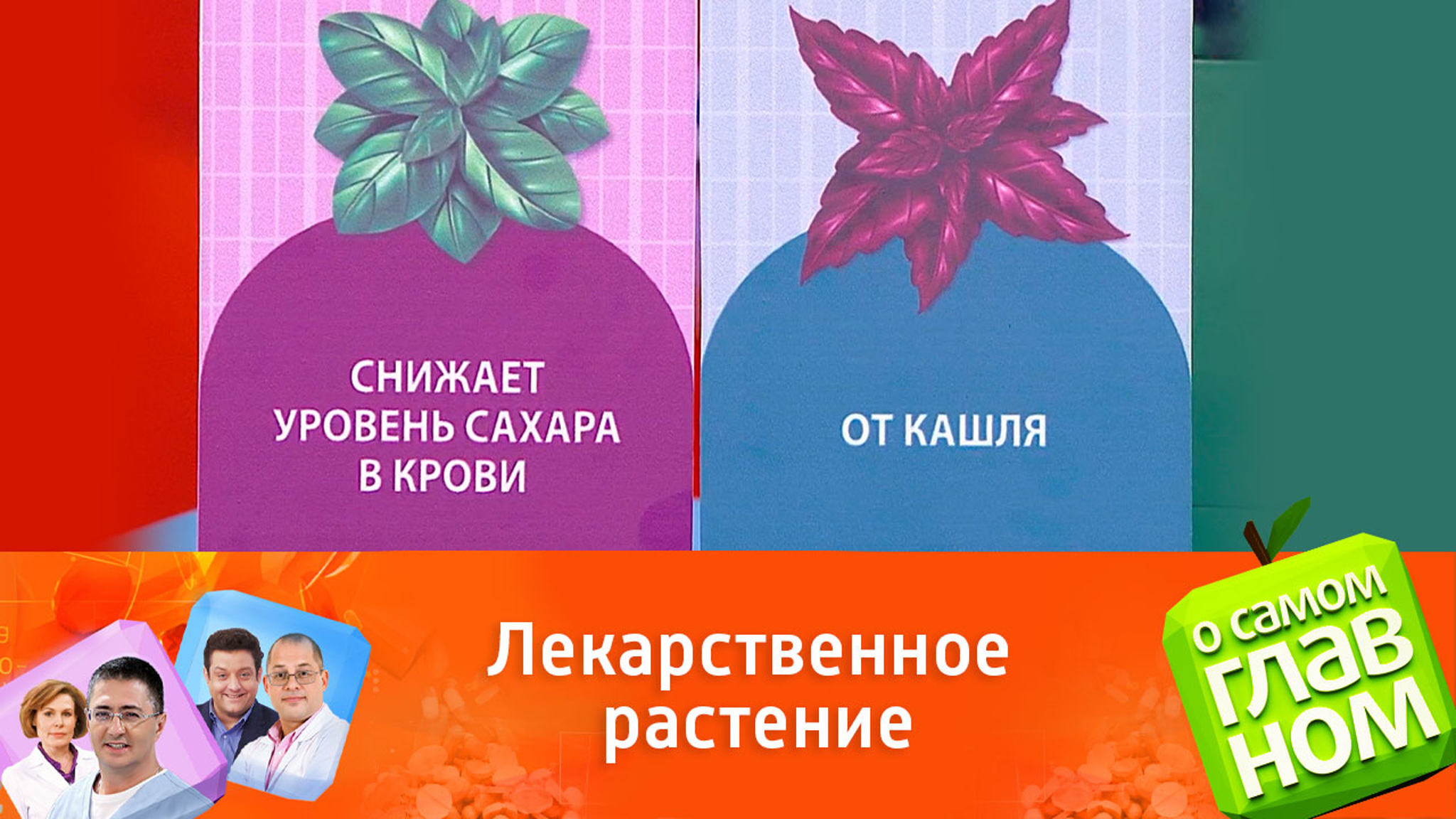 Как получить пользу из базилика