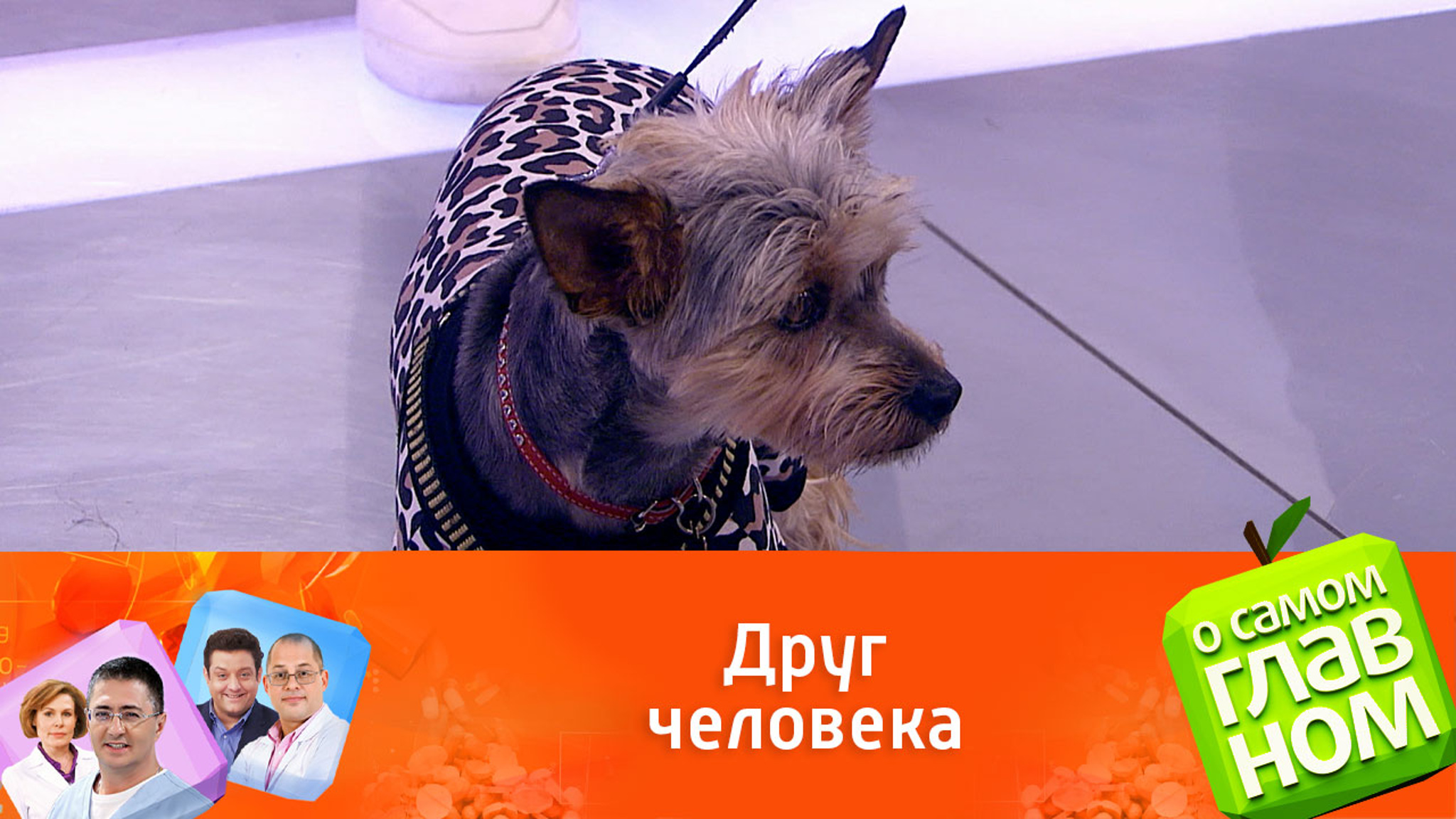 Животные, которые лечат