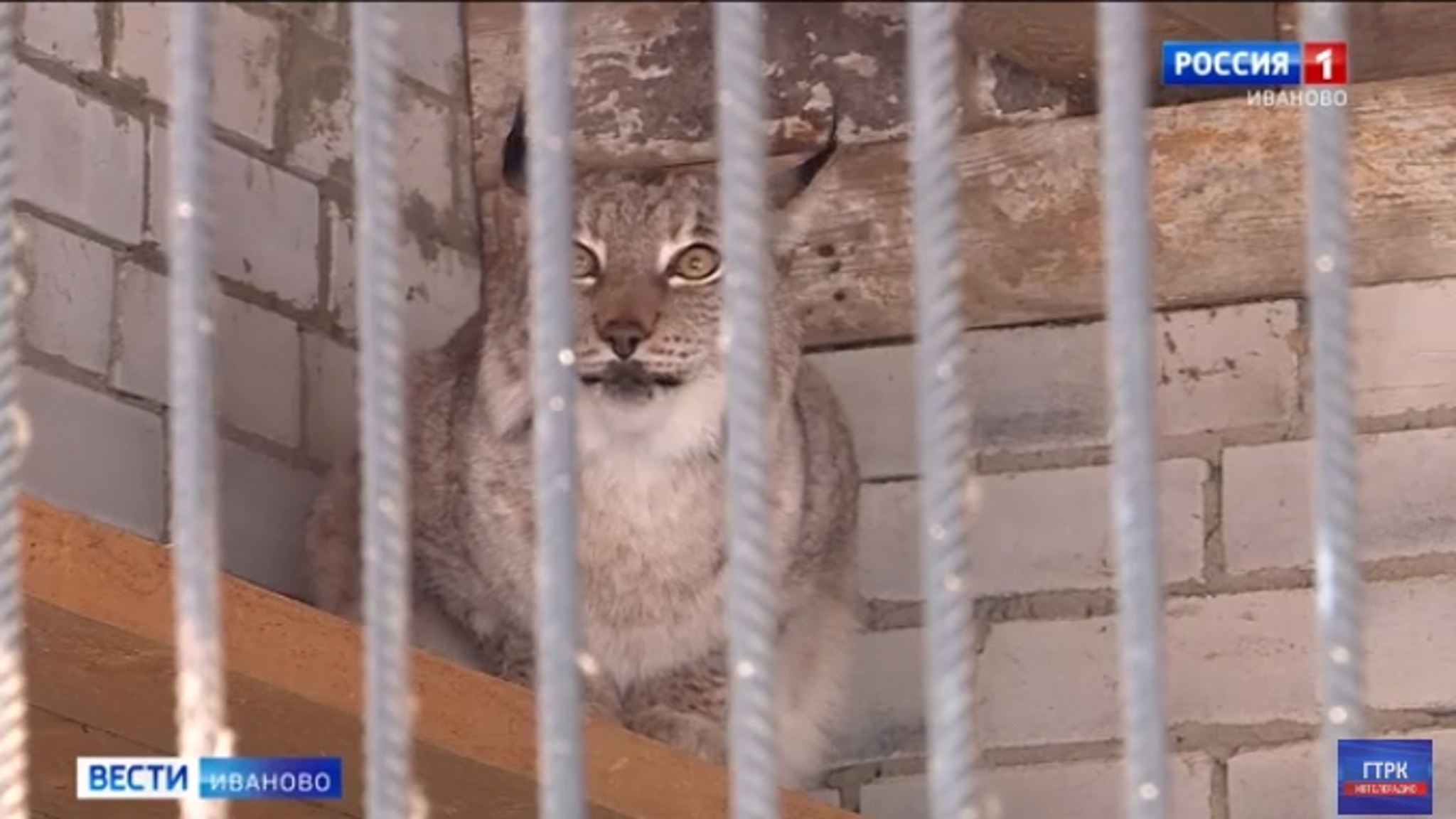 В ивановском зоопарке обновили вольер для семьи рысей