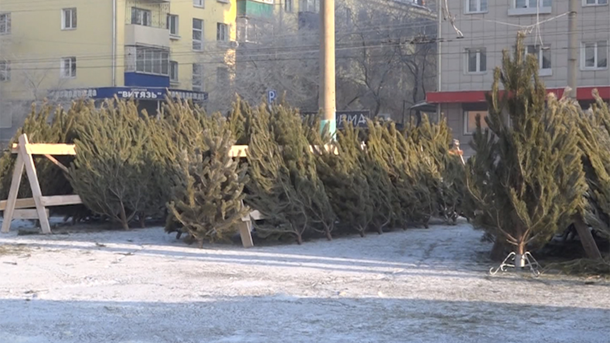 В лесу родилась елочка: какие елки выбирают читинцы на Новый год?