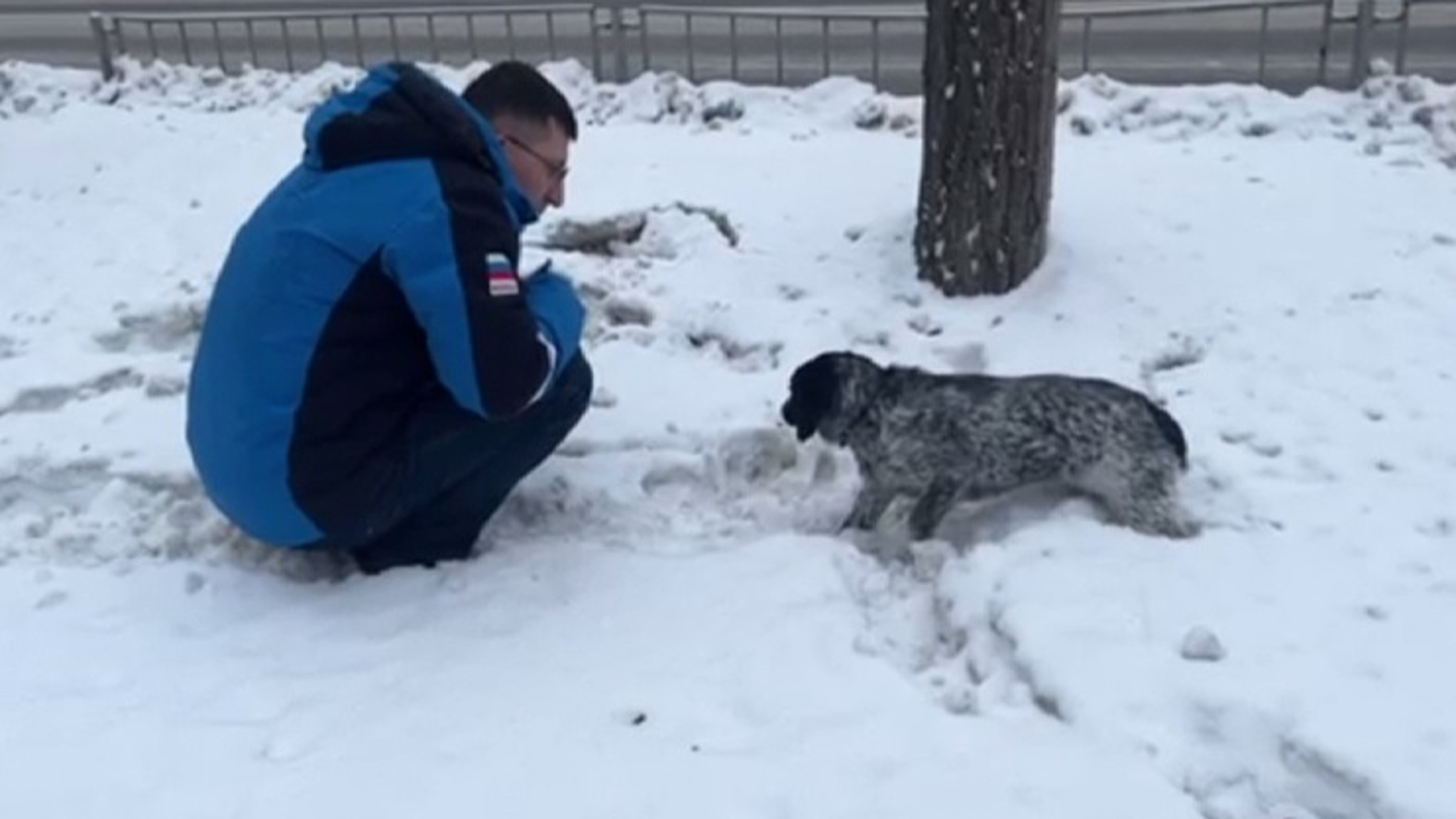 Журналисты передали брошенного возле тюменского телецентра пса в приют