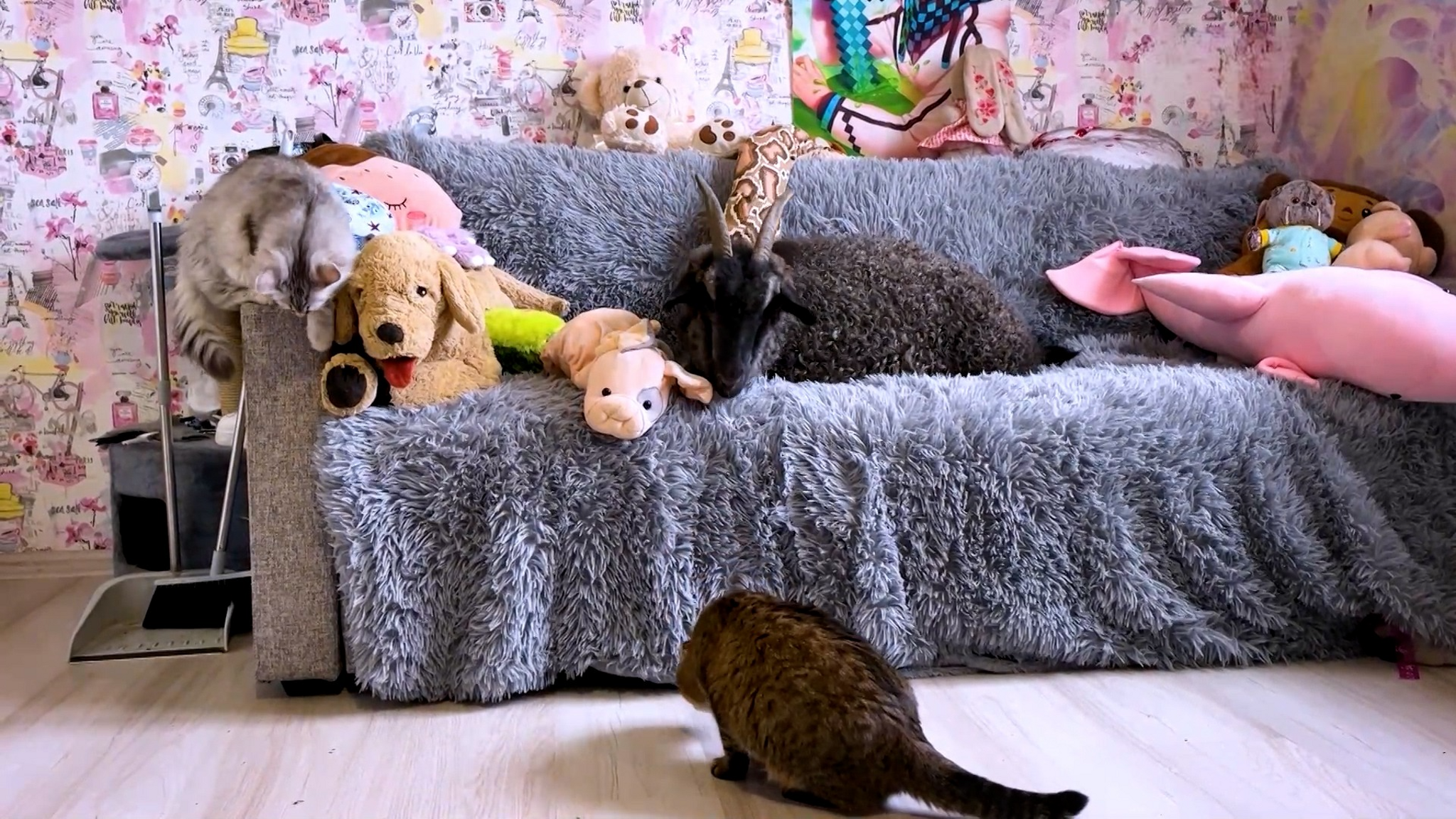 Семья из Волгоградской области намерена увеличить популяцию хоперских коз