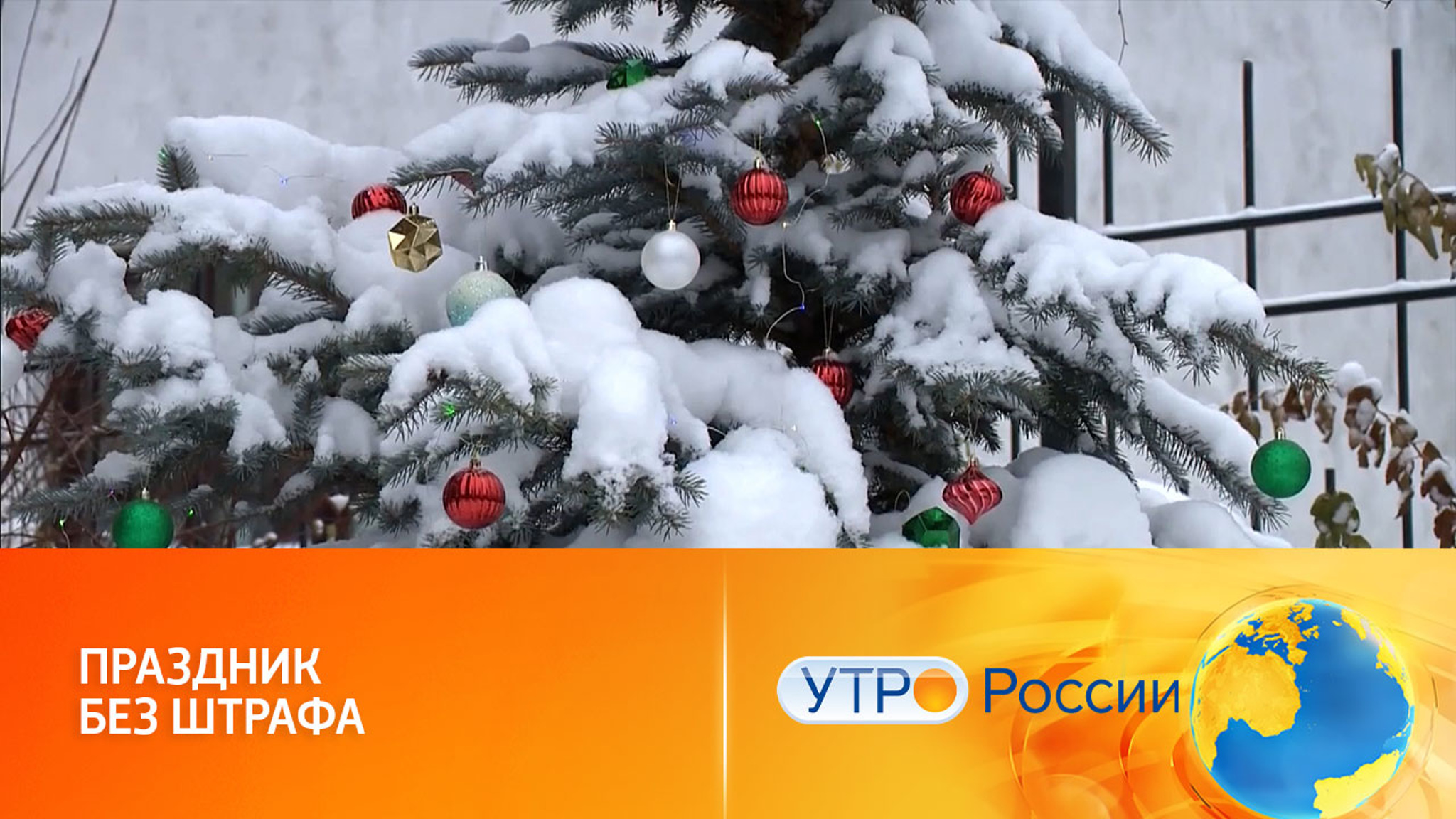 Лес может стать лучшим елочным базаром
