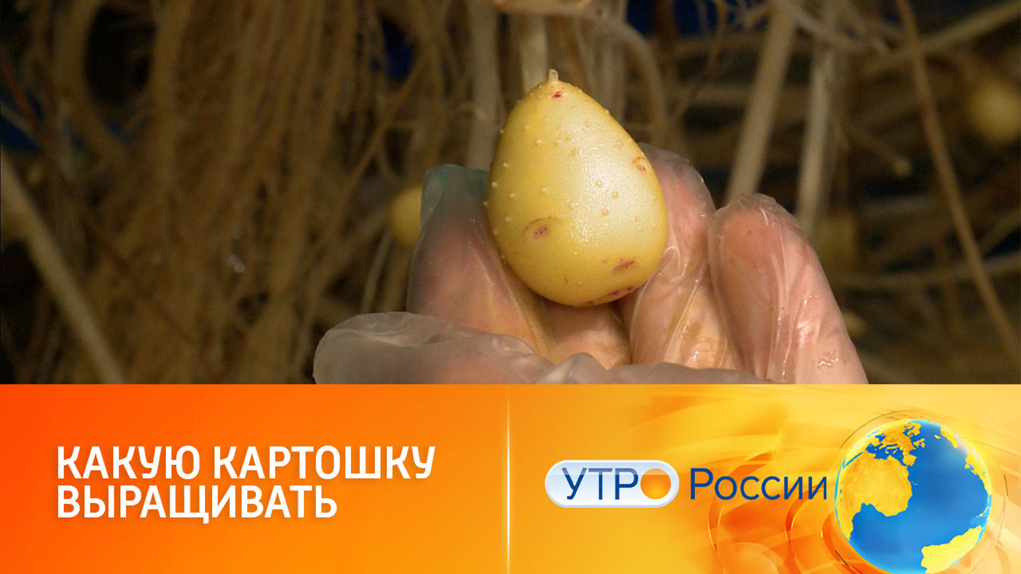 Картофель на любой вкус: новые достижения российских селекционеров