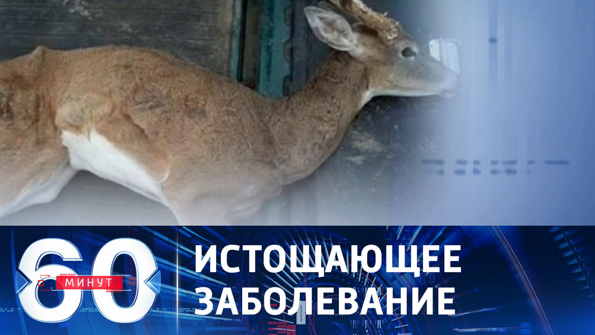"Зомби"- вирус у оленей в США