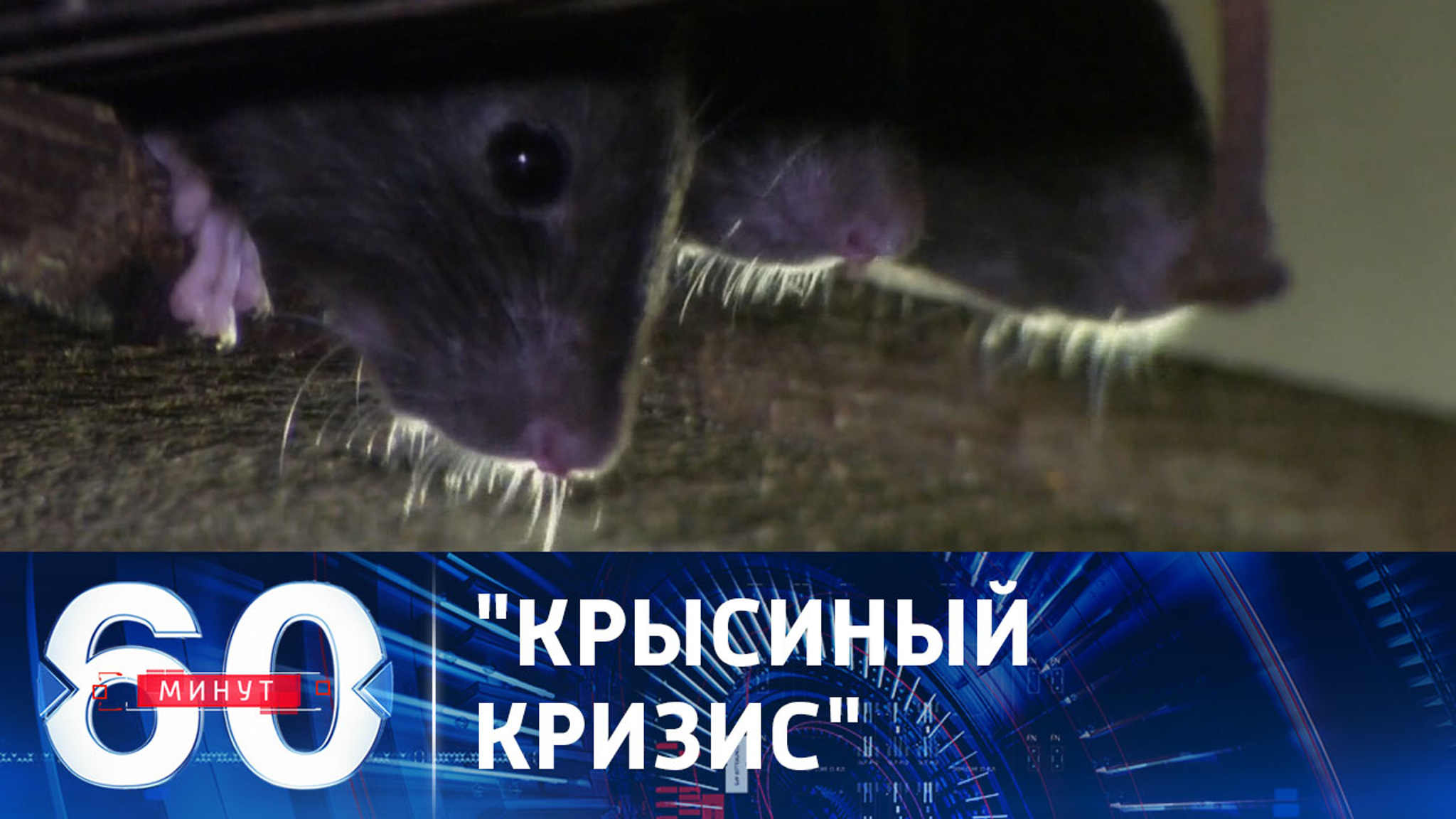 Крысы ощущают себя хозяевами в Великобритании