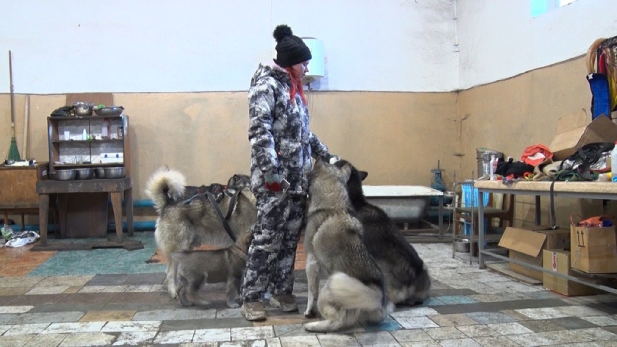 Аляскинские маламуты в благовещенском питомнике разгоняются до 30 км/ч