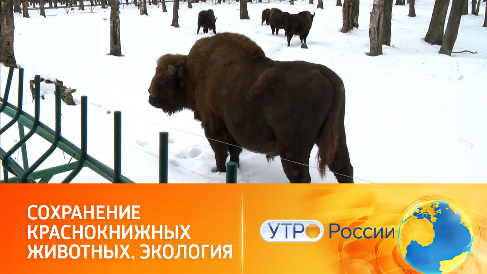 Нацпроект "Экология" спасает жизни редких животных и птиц