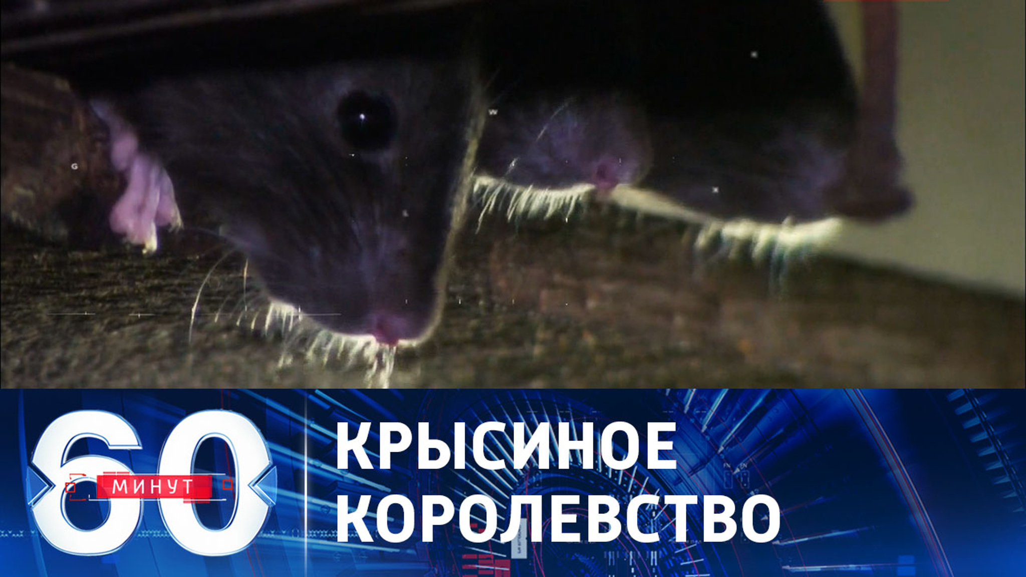 Британцев атакуют полчища крыс