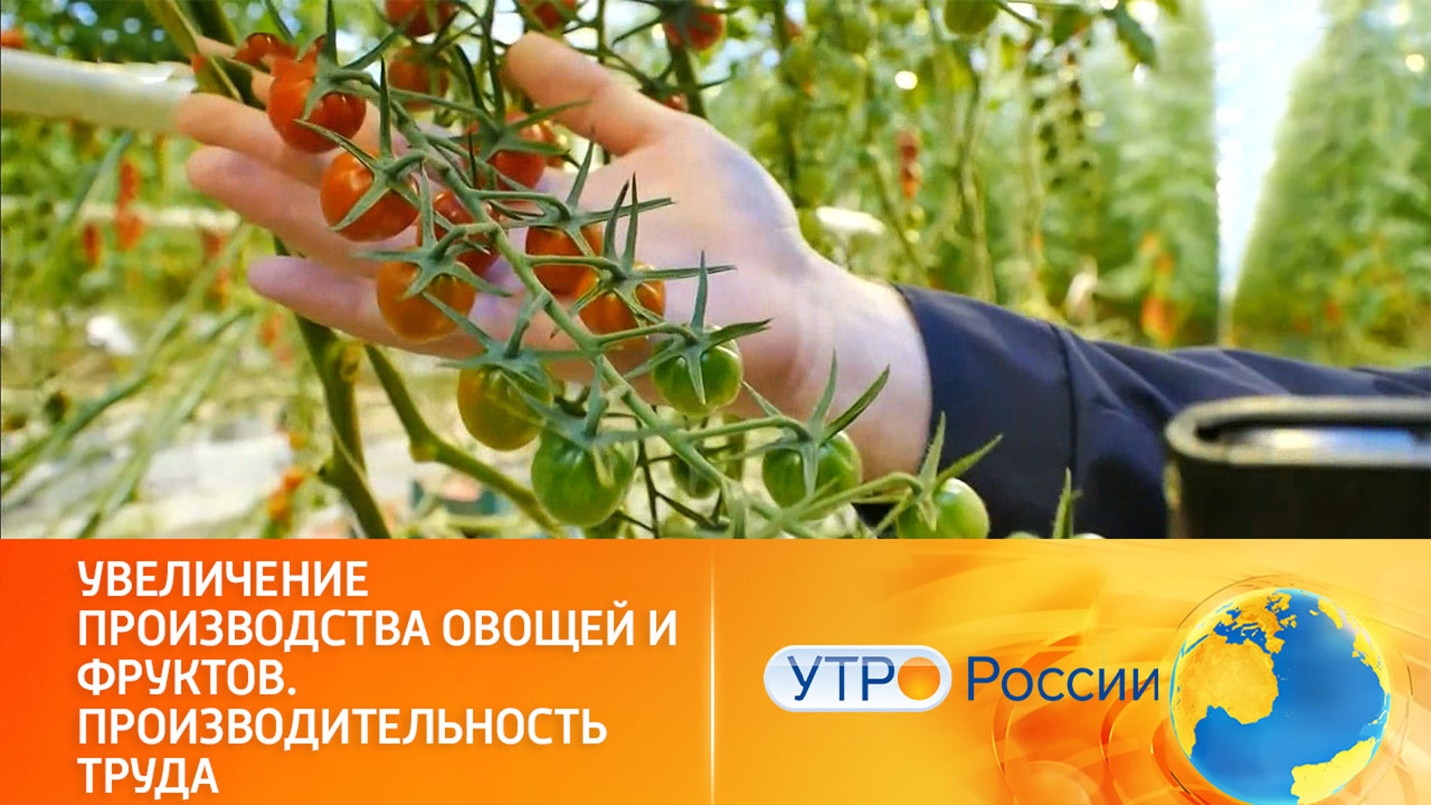 Как нацпроект способствует расширению производства овощей и фруктов