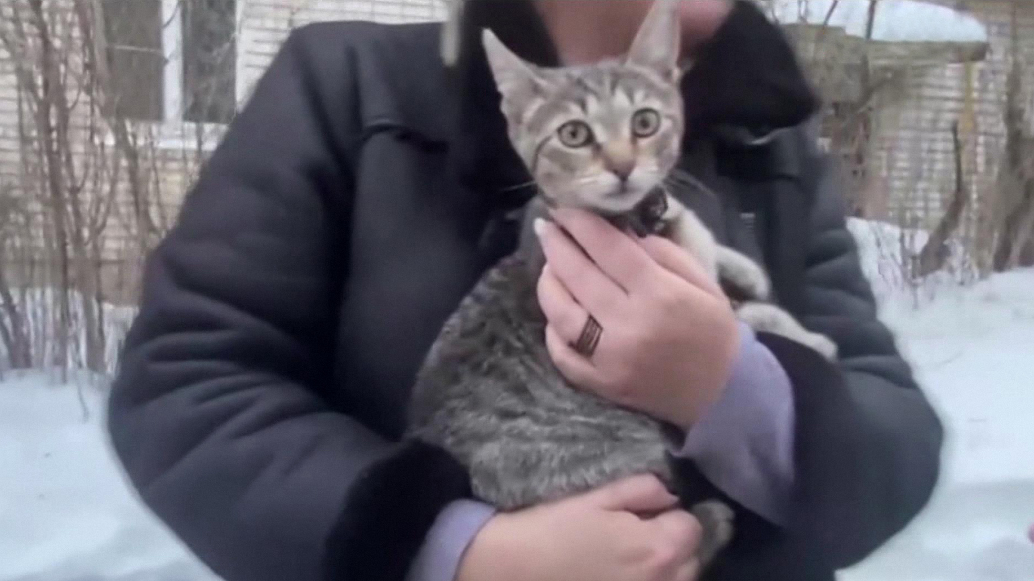 Котенок Бося вернулся домой из автопутешествия в Коломну