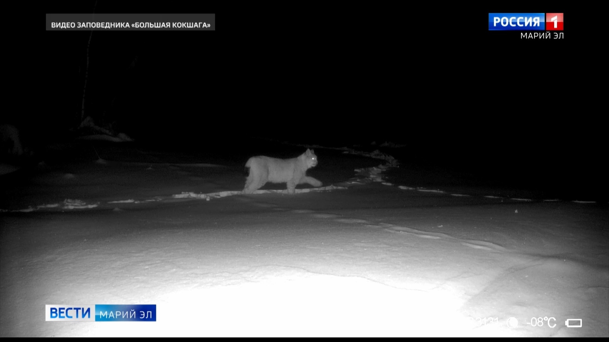 Взрослый самец рыси и два зайца попали ночью в фотоловушку "Большой Кокшаги"