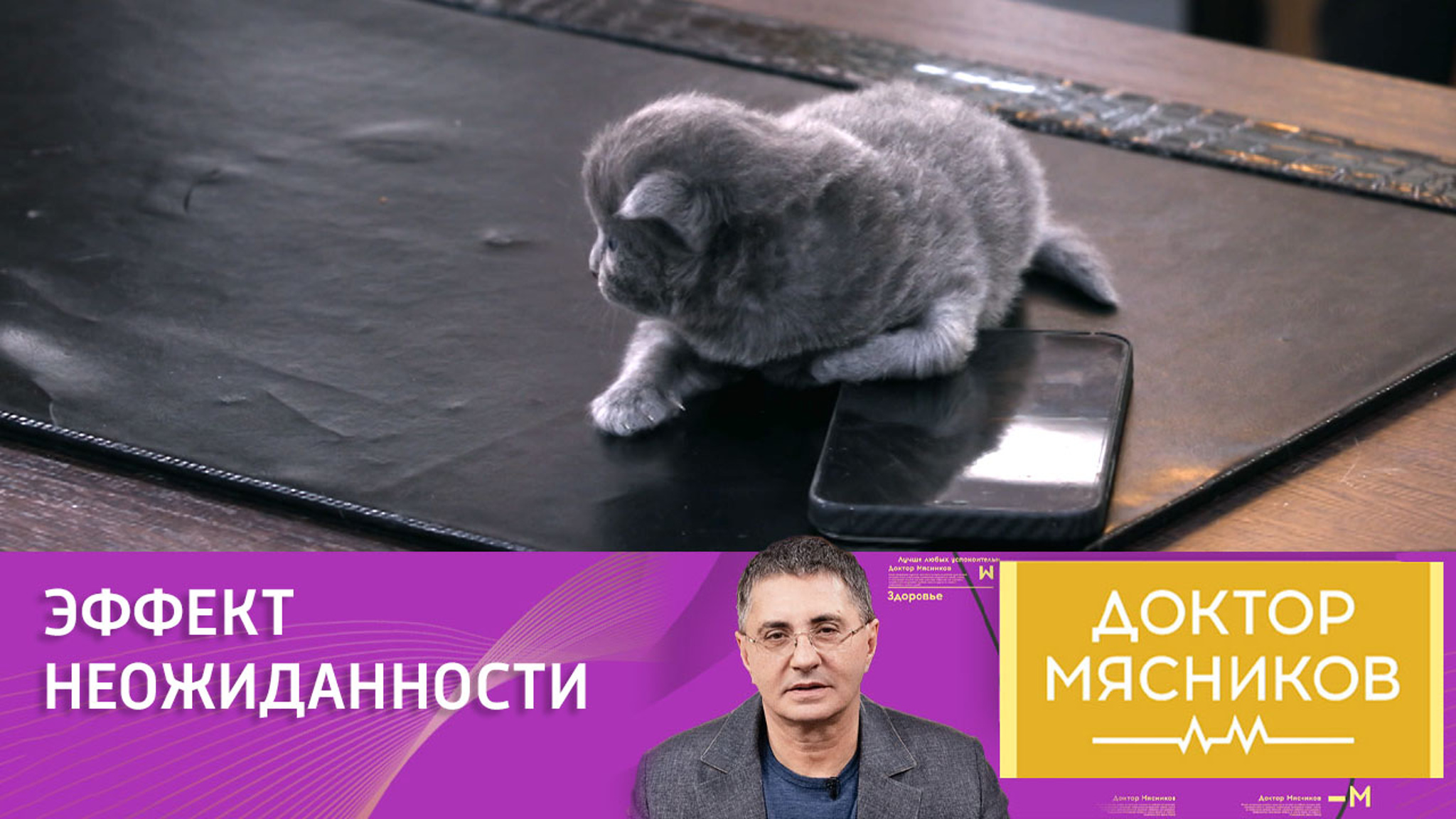 Врач Александр Мясников напугал котенка хлопушкой
