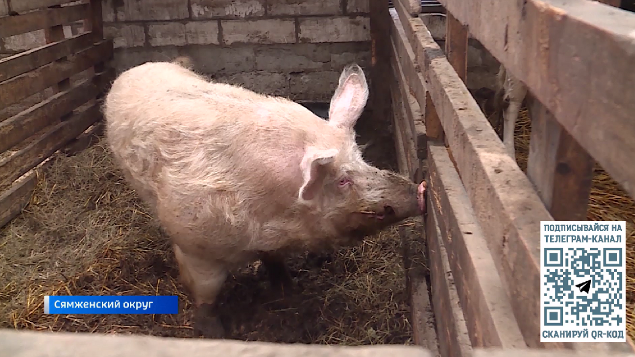 PRO деревню: подворье в Сямженском округе