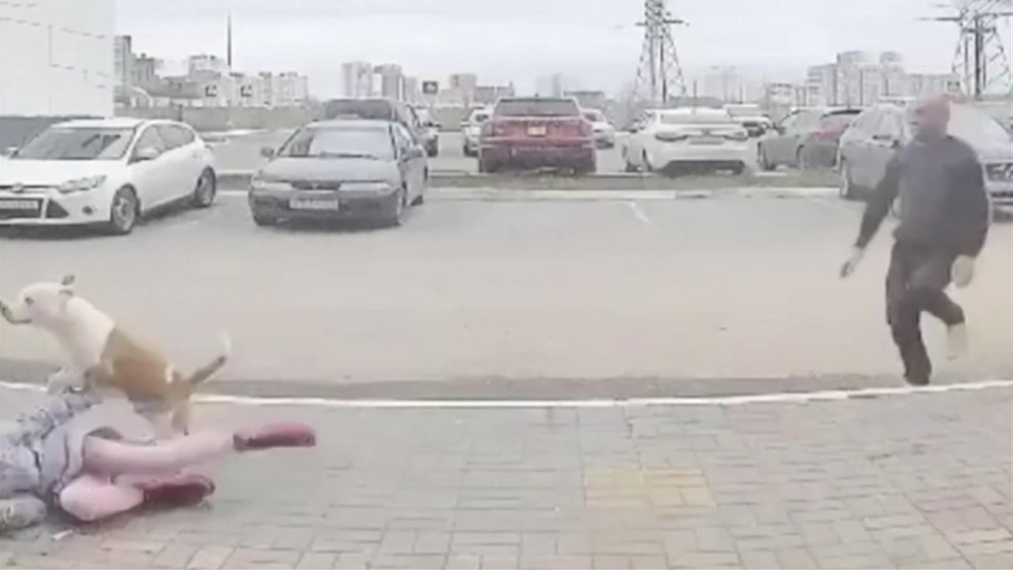 Масштабные учения в Калужской области и побег бойцового пса