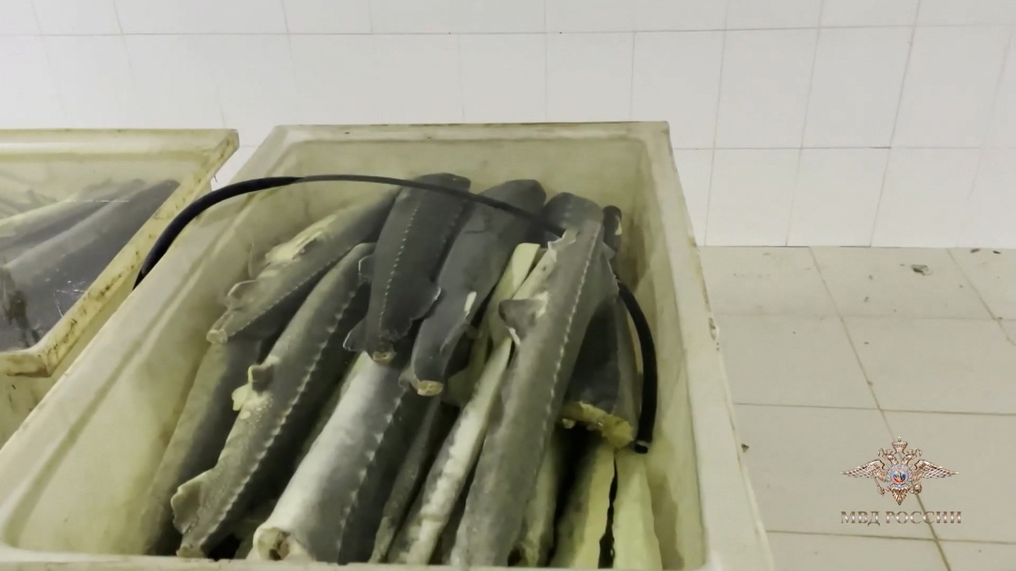 Больше 10 тонн рыбы и красной икры изъяли из незаконного оборота в Москве