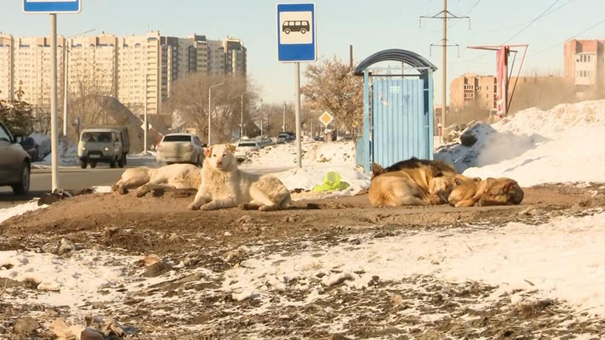 В Туве приняли закон об усыплении социально опасных бездомных животных