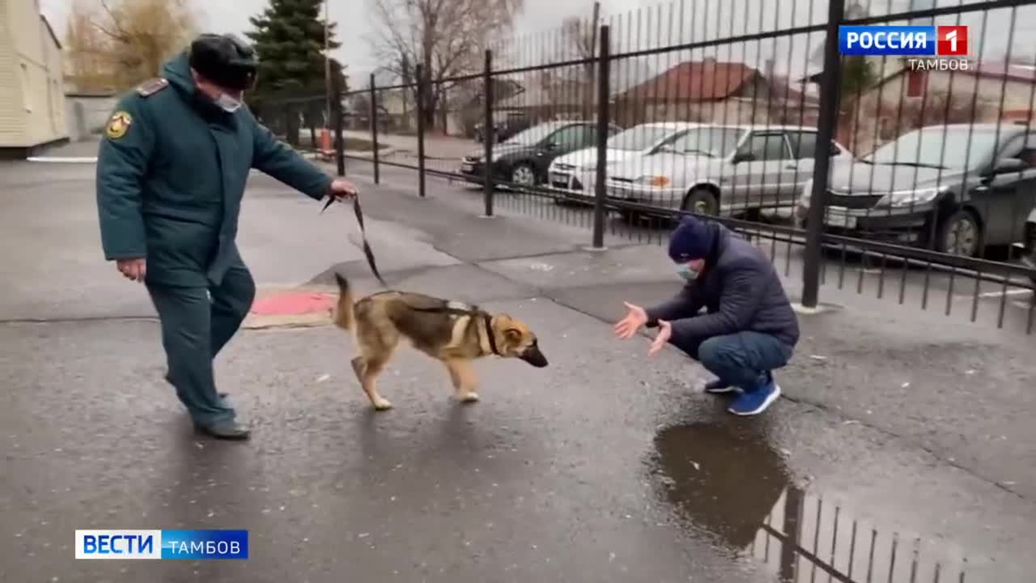 Тамбовские спасатели приютили дворняжку и пристроили в добрые руки её щенят