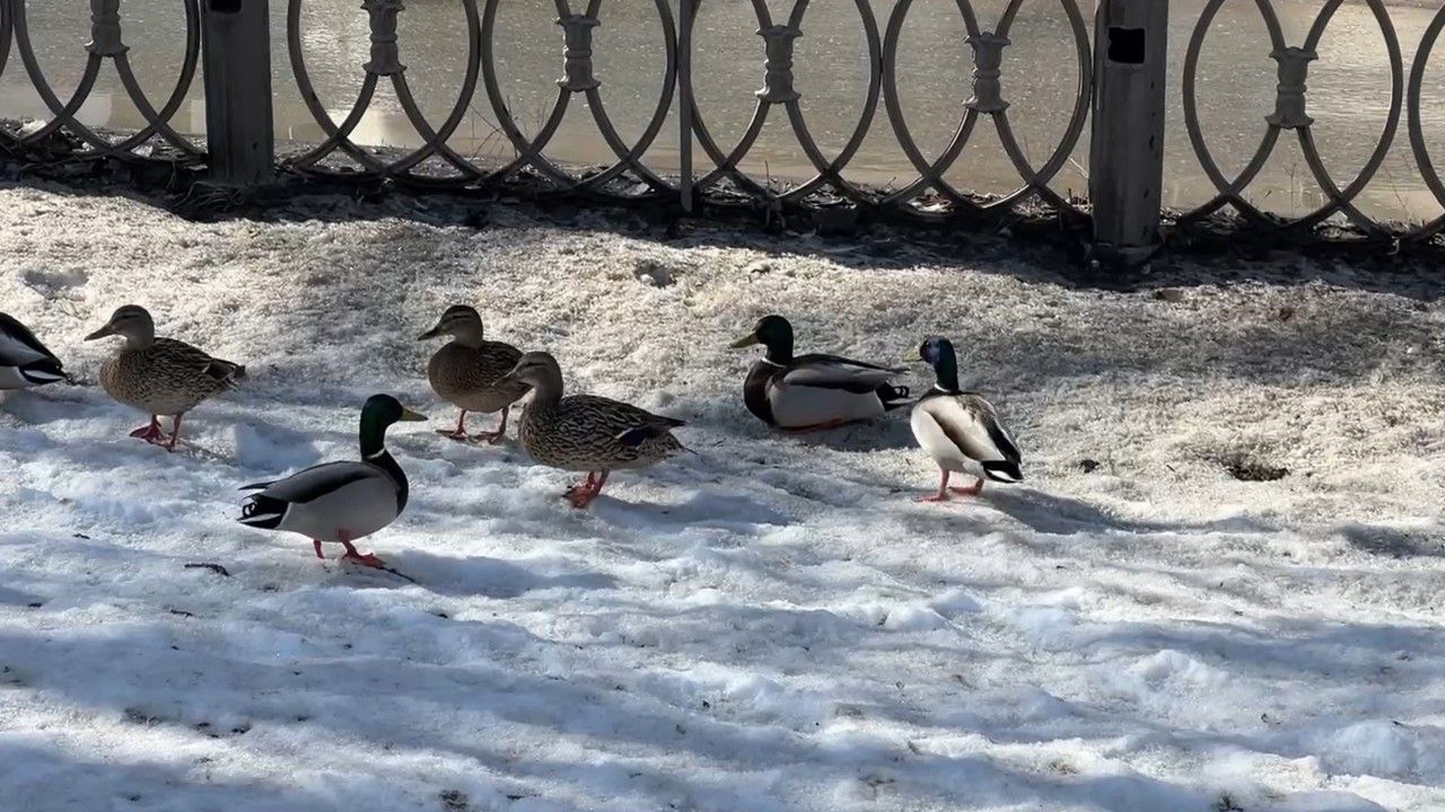 В Волгограде снова замечены утки-кряквы