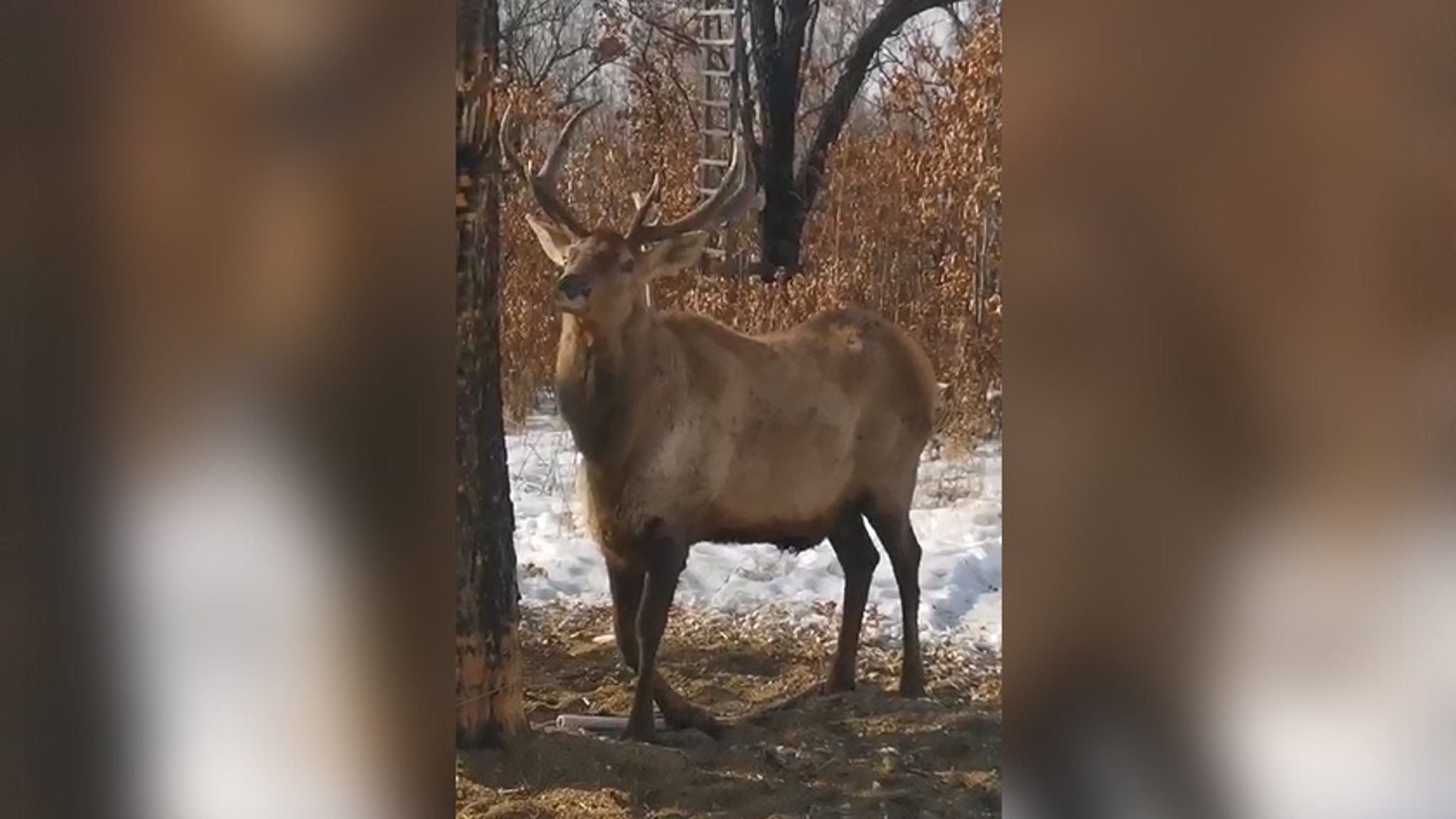 В Свободненском районе из браконьерской петли спасли благородного оленя