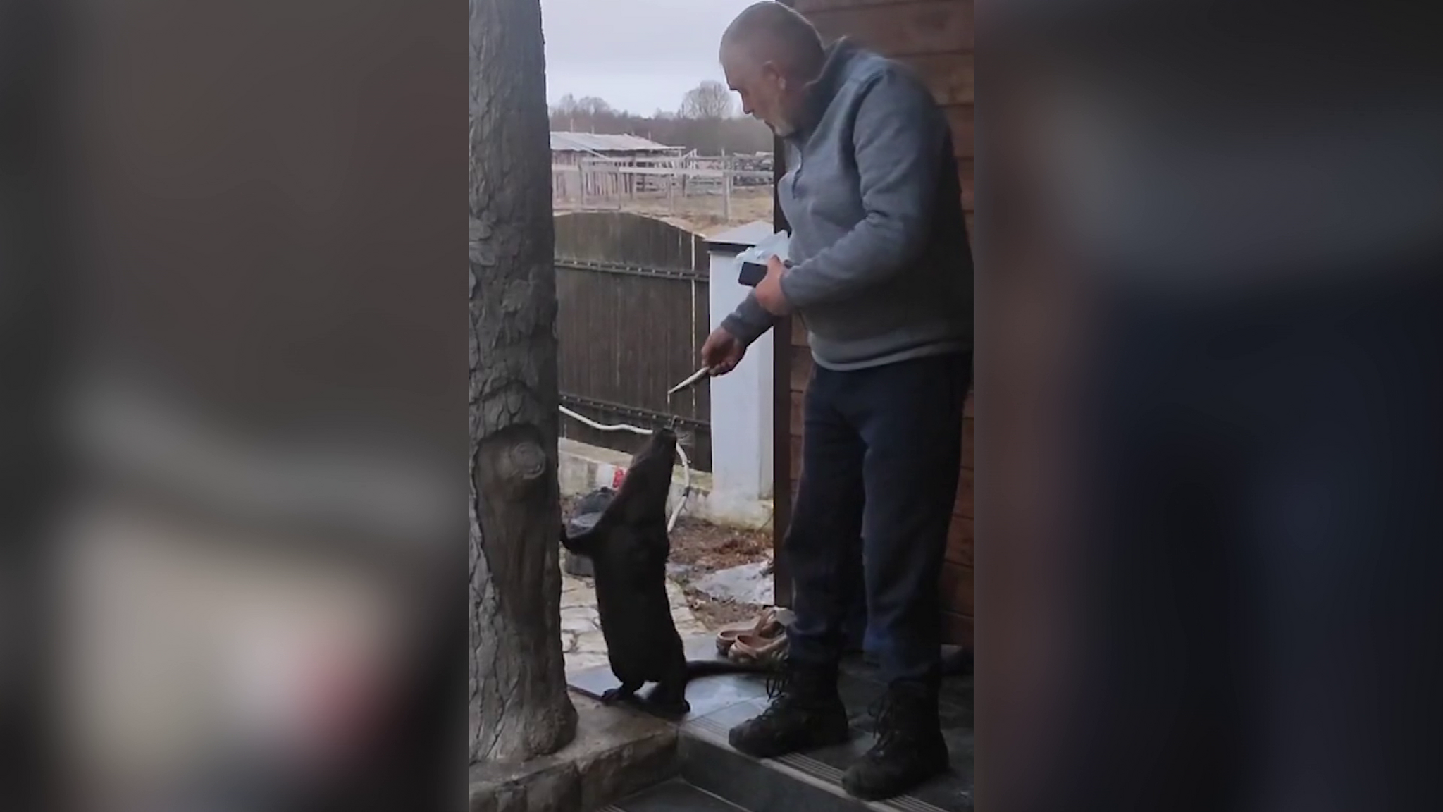Видео: Выдра Бухля из «Птичьего дворика» пришла полакомиться рыбой