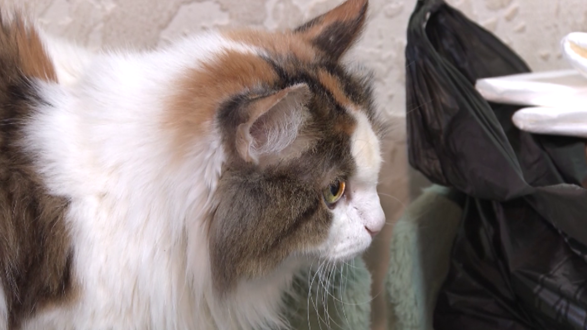 В Дудинке "Кошачий дом" открывает свои двери