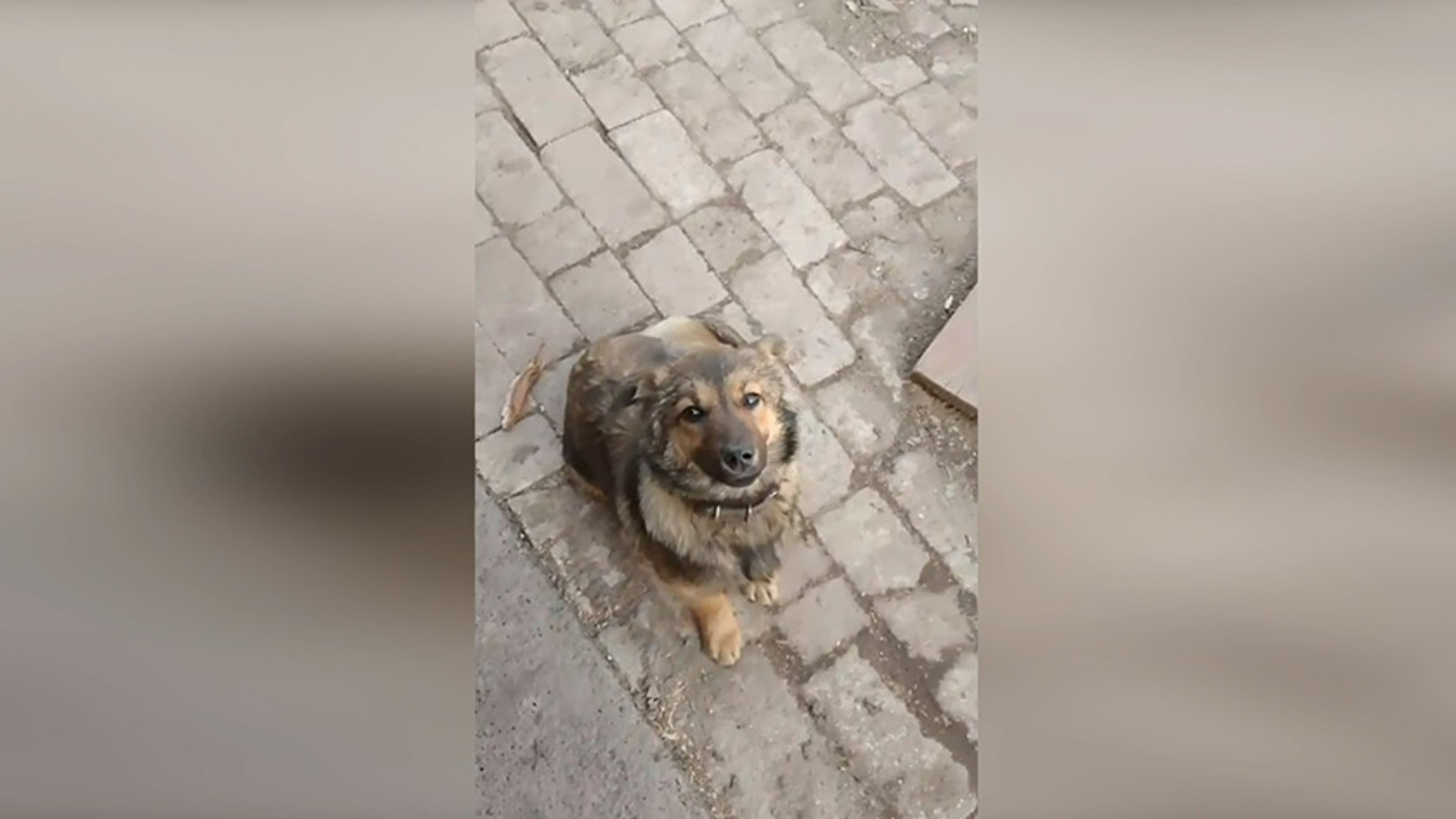 Собака Машка защищает амурских бойцов от вражеских дронов "Баба-Яга"