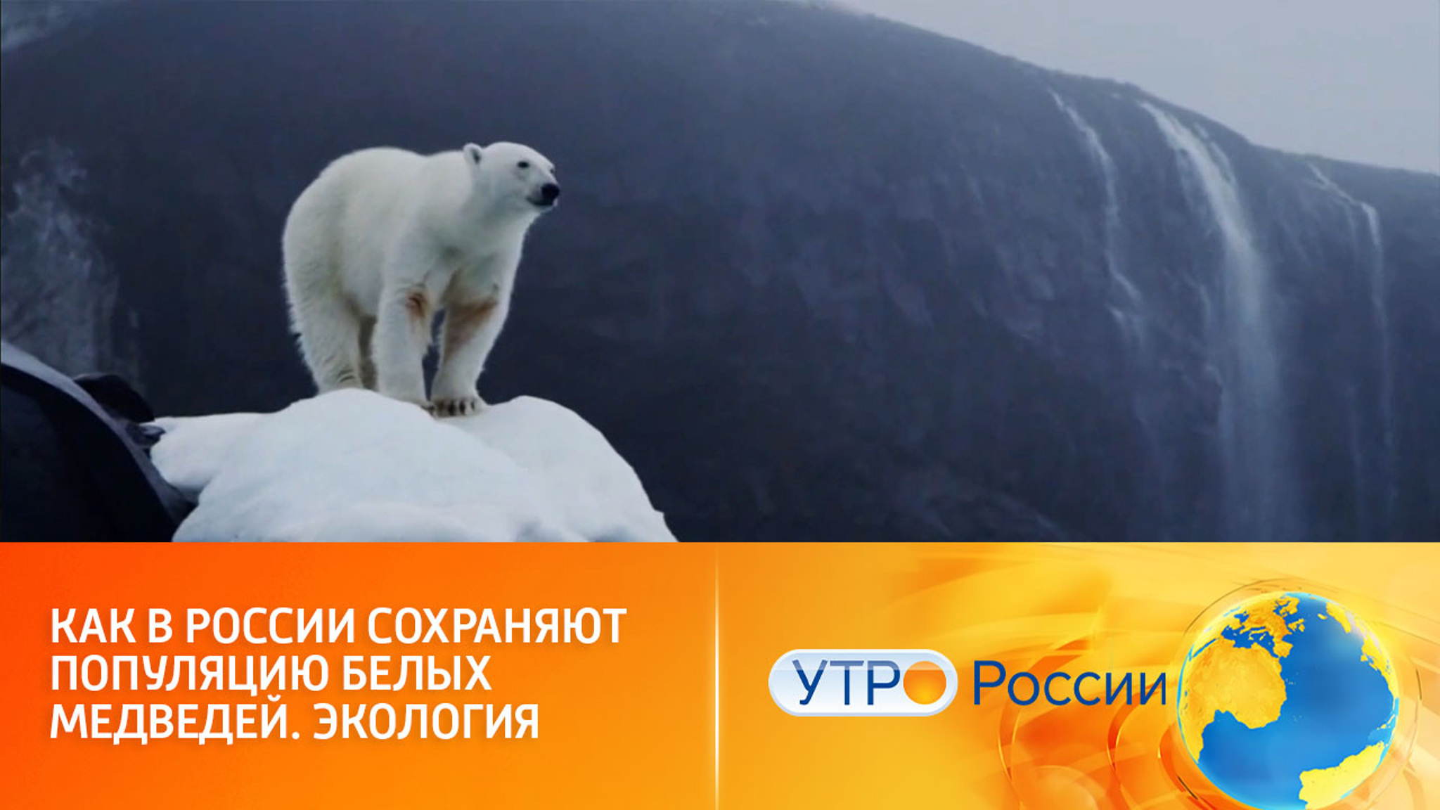 Российские ученые активно способствуют увеличению популяции белых медведей
