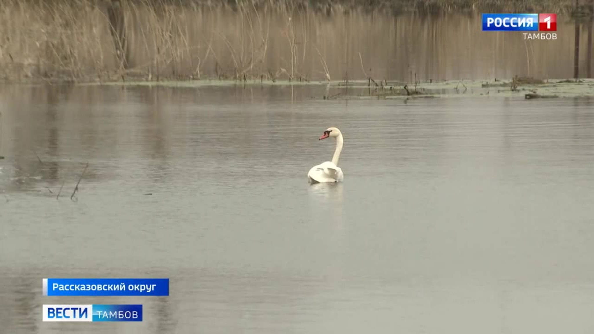 В селе Коптево Рассказовского округа замечена стая благородных лебедей