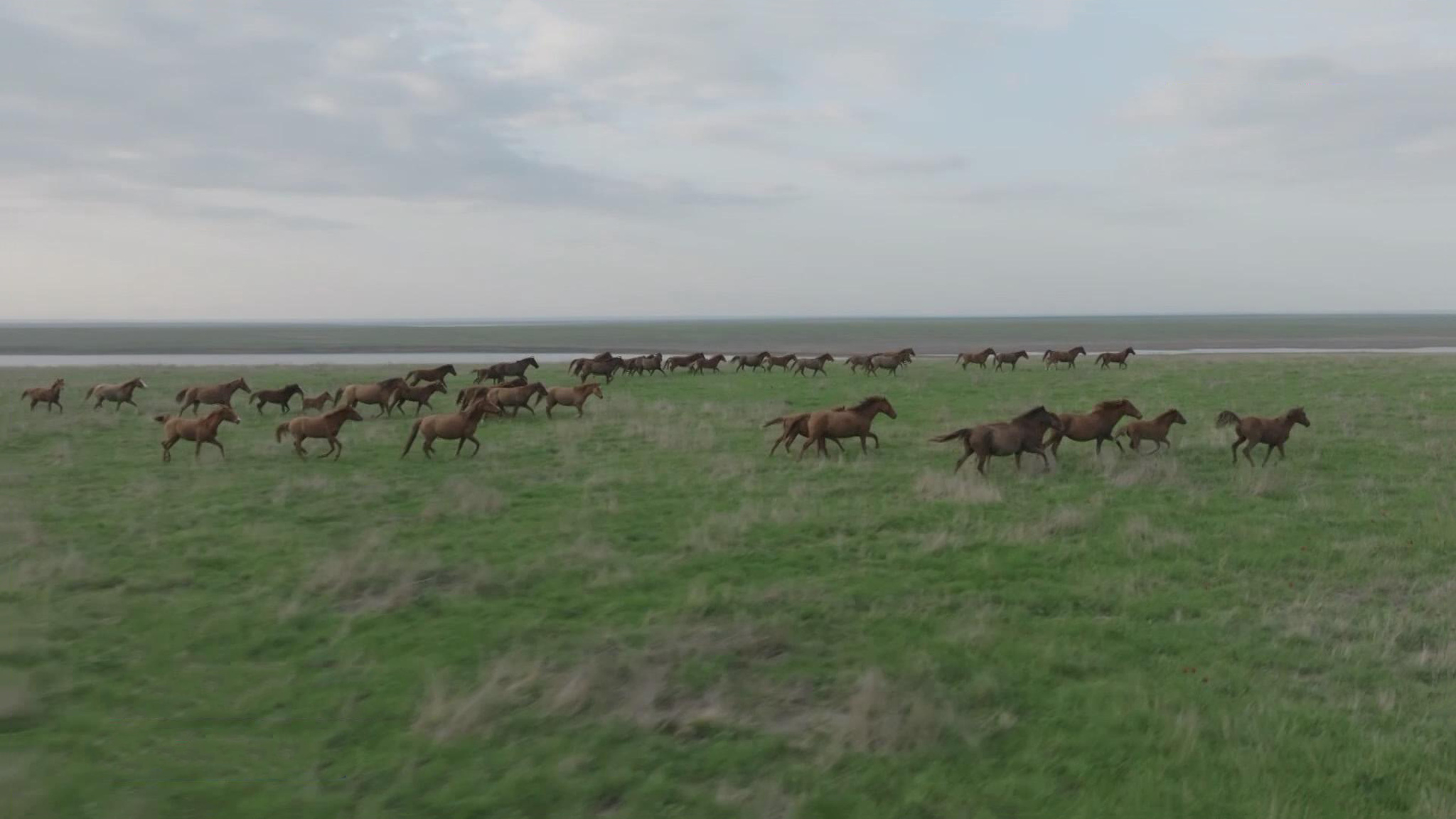 Участники фестиваля "Воспетая степь" полюбуются цветущими тюльпанами