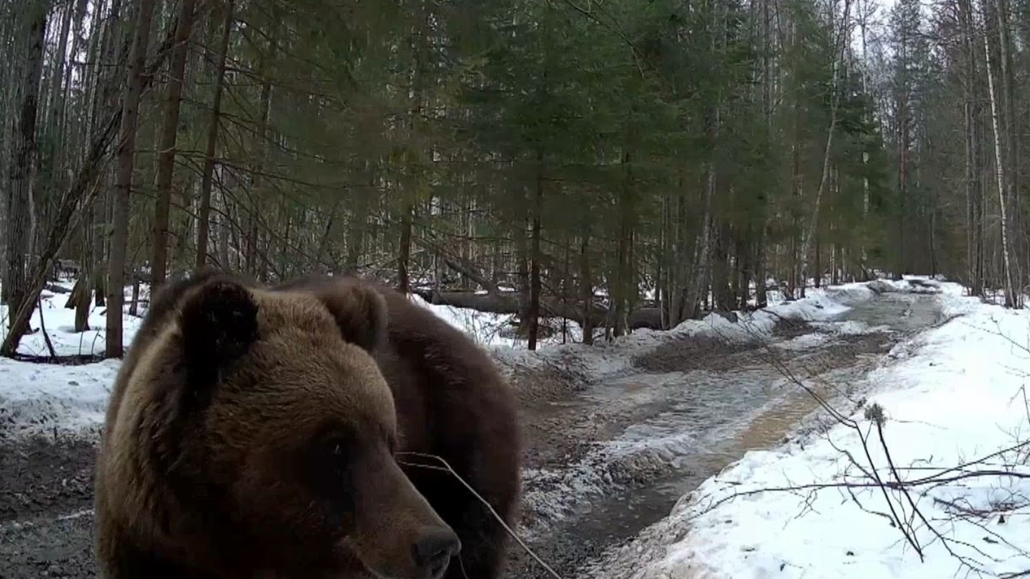 Скромняга-медведь попался в фотоловушку заповедника "Большая Кокшага"