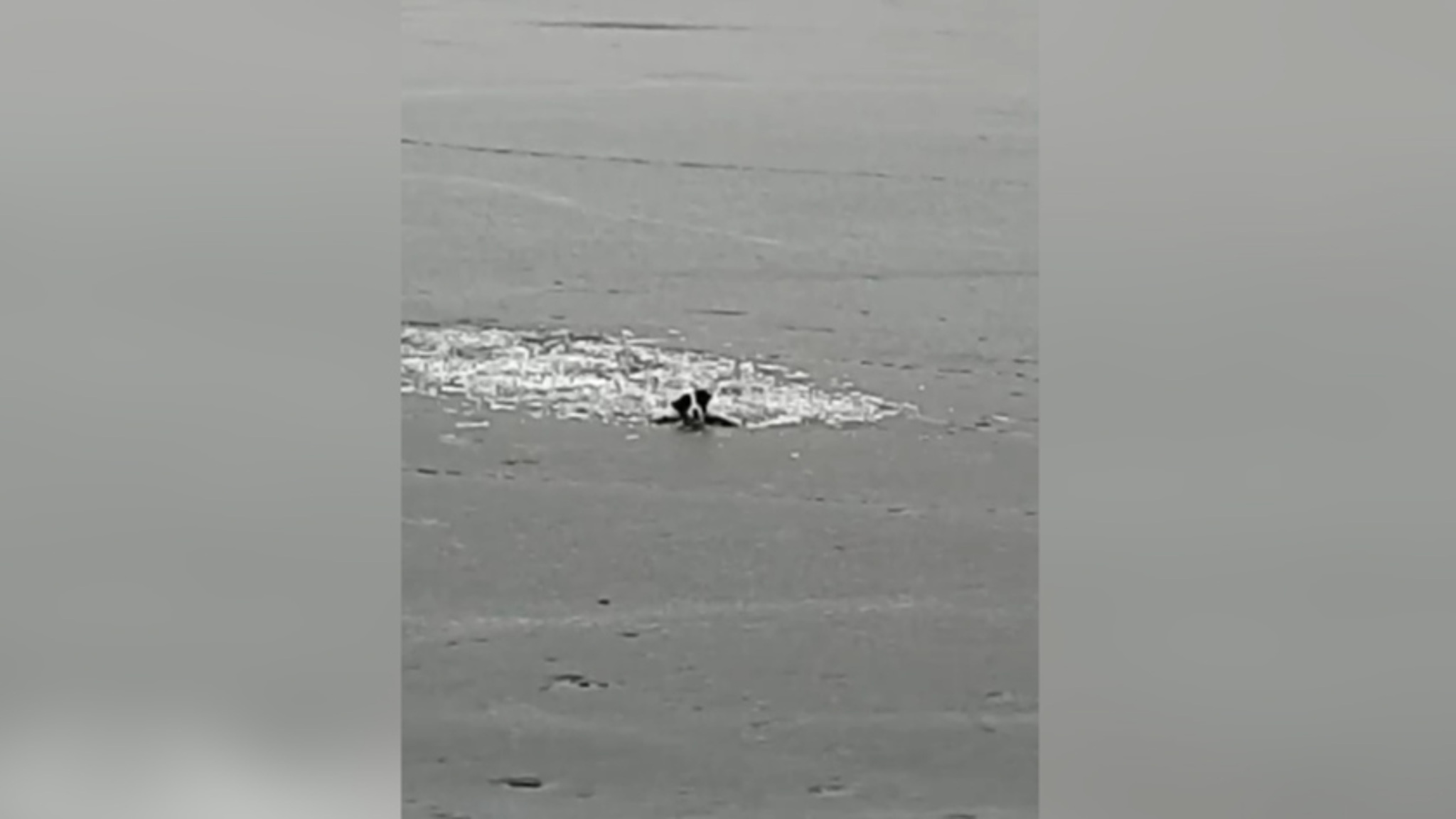 Двух собак спасли из ледяной воды в Приамурье