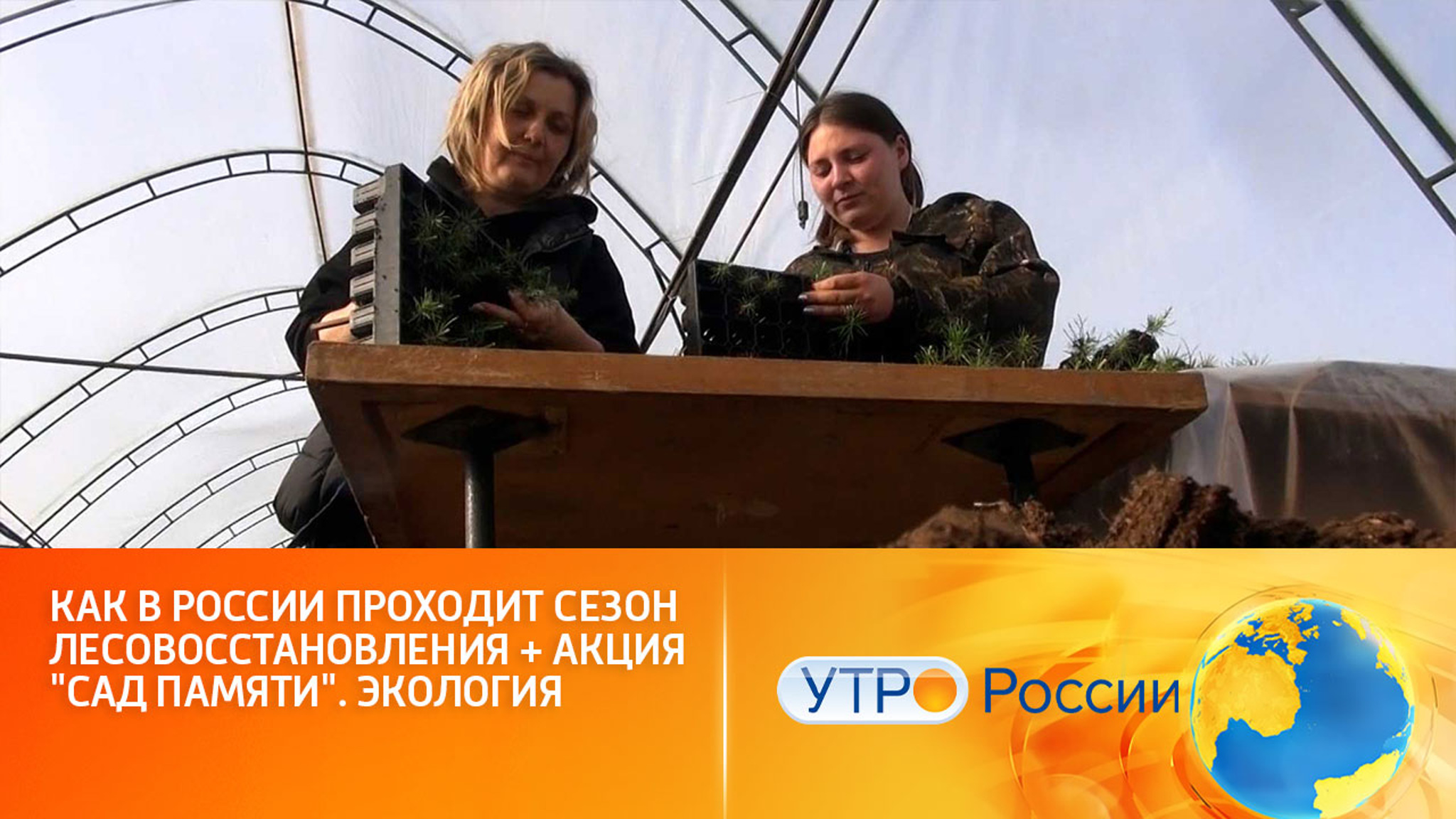 Как восстанавливают российские леса в рамках нацпроекта "Экология"