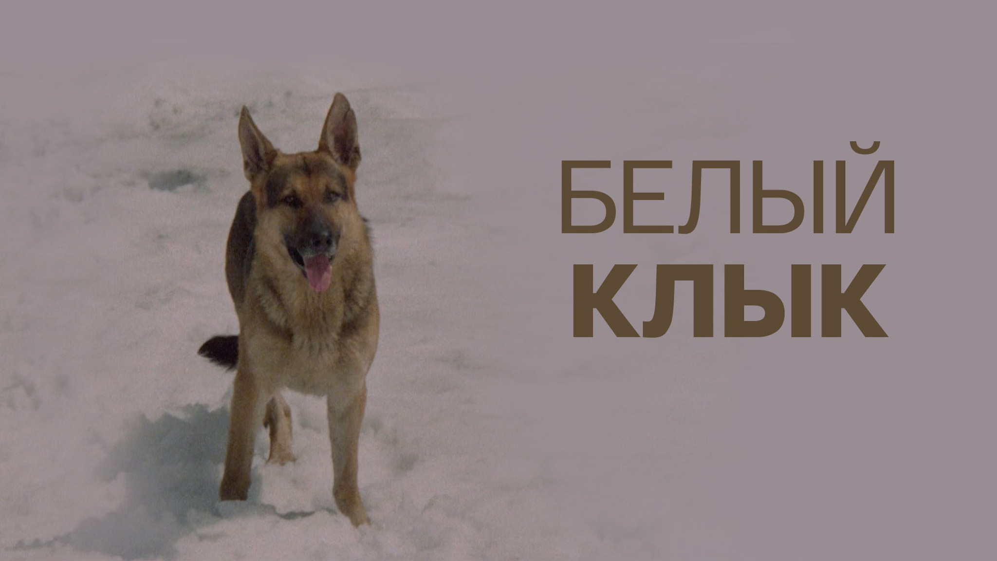 Белый клык