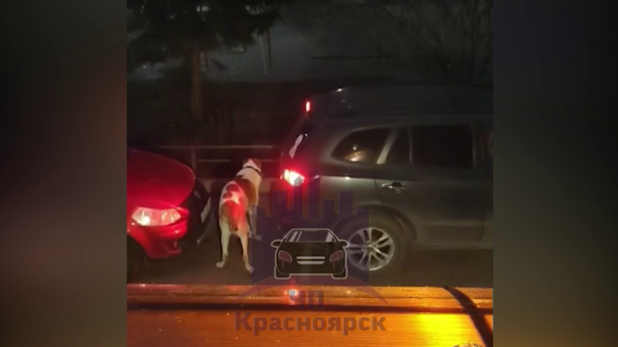 У алабая, которого заставили на поводке бежать за машиной, обнаружили раны мягких тканей