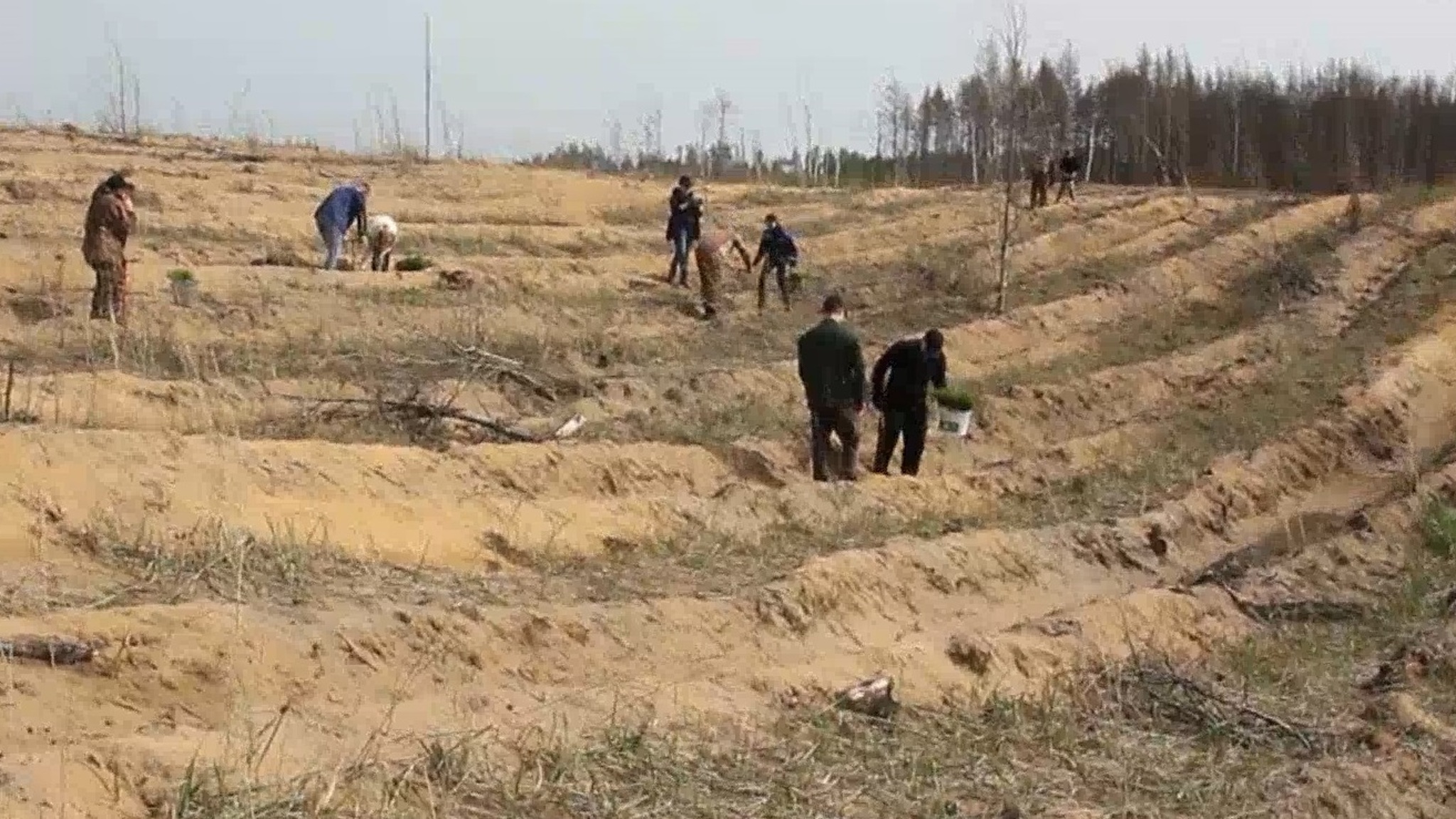 Почти тысячу сосен посадили приставы Марий Эл в Куярском лесничестве