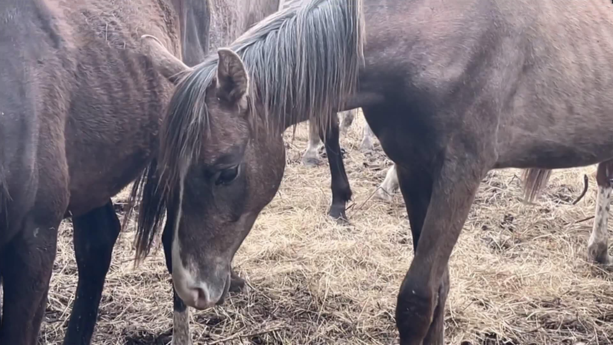 На печально известном конезаводе продолжают экономить на лошадях