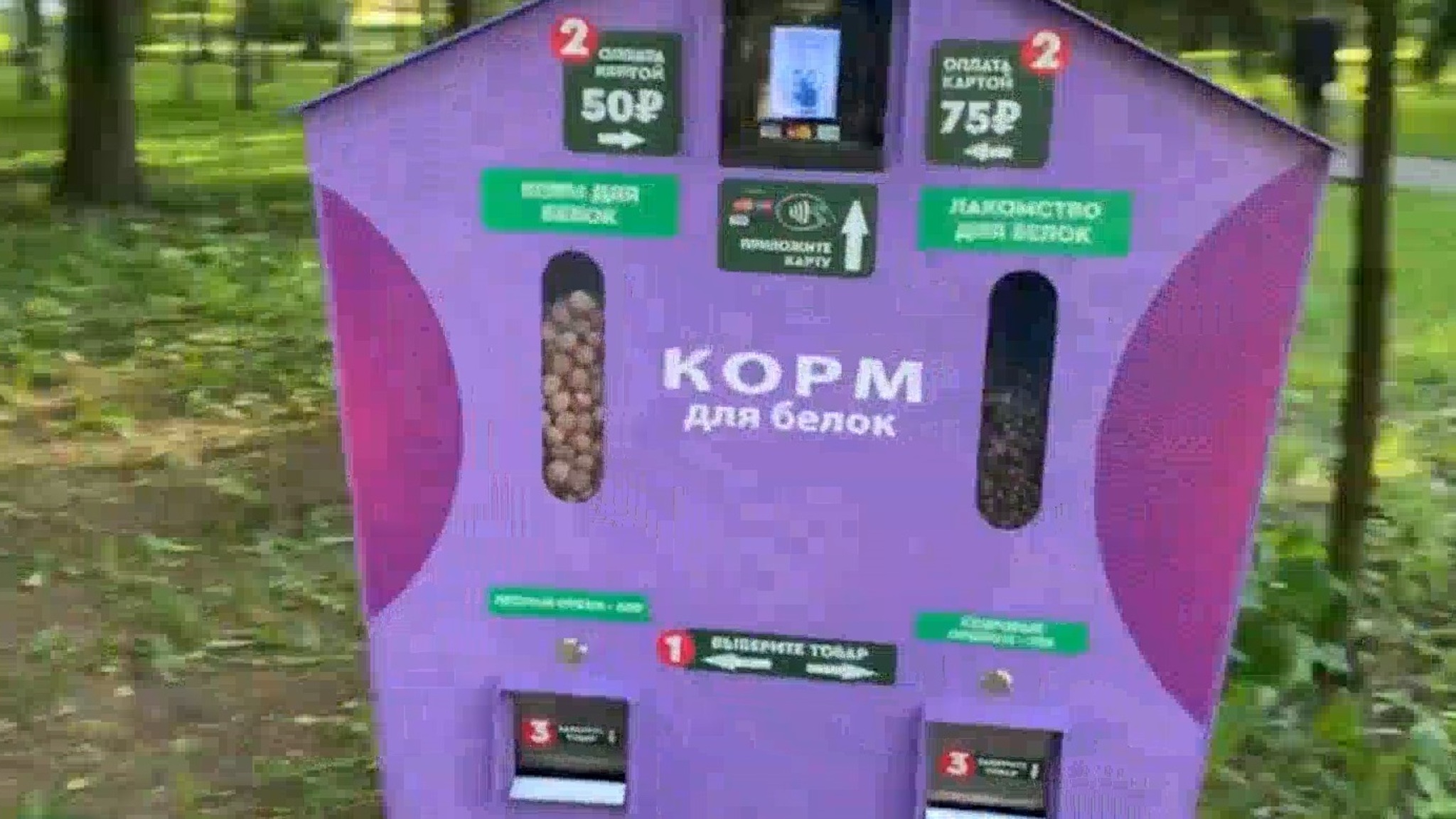 Автомат с едой для безопасного кормления белок установили в Центральном парке Йошкар-Олы