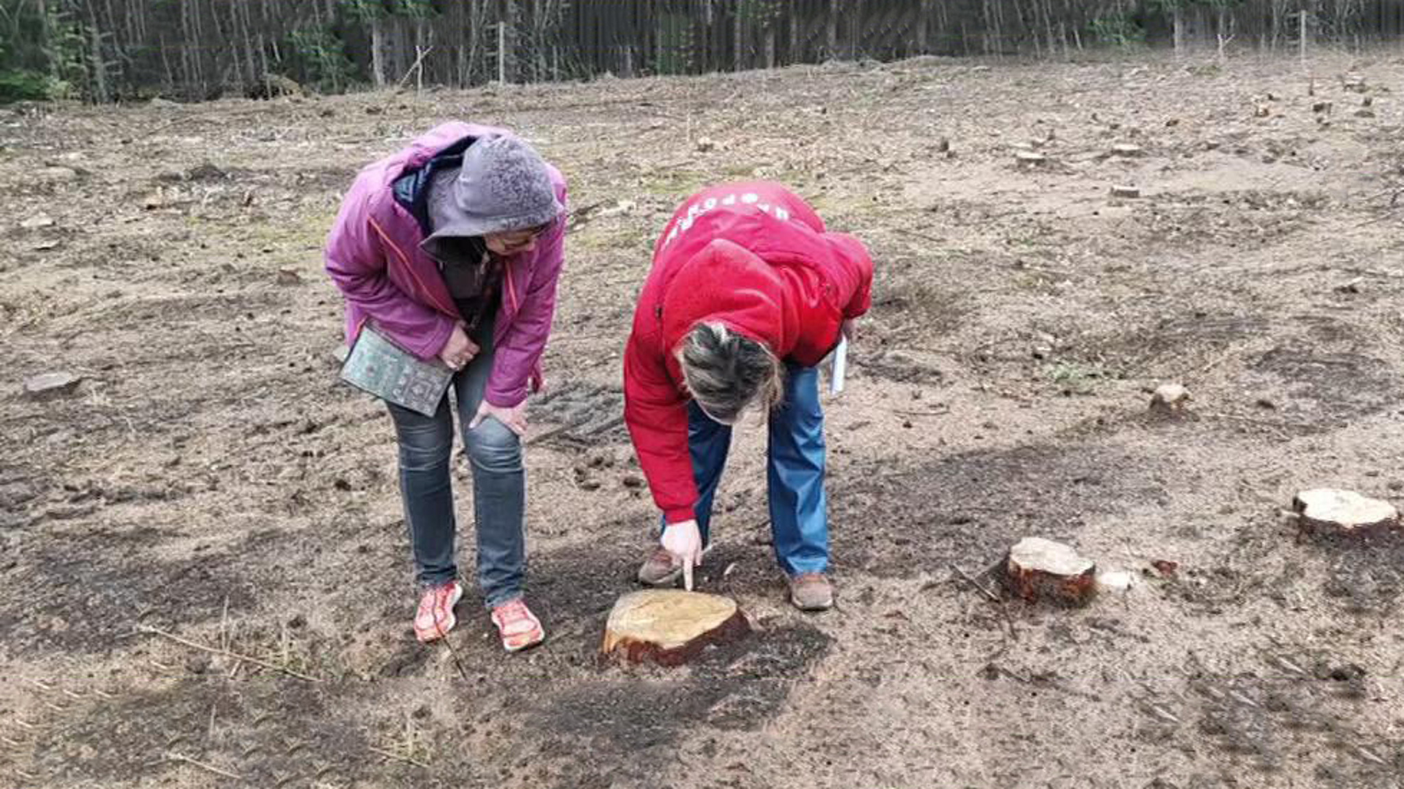 Красноярцы обратились в "Народный фронт" из-за варварской вырубки питомника