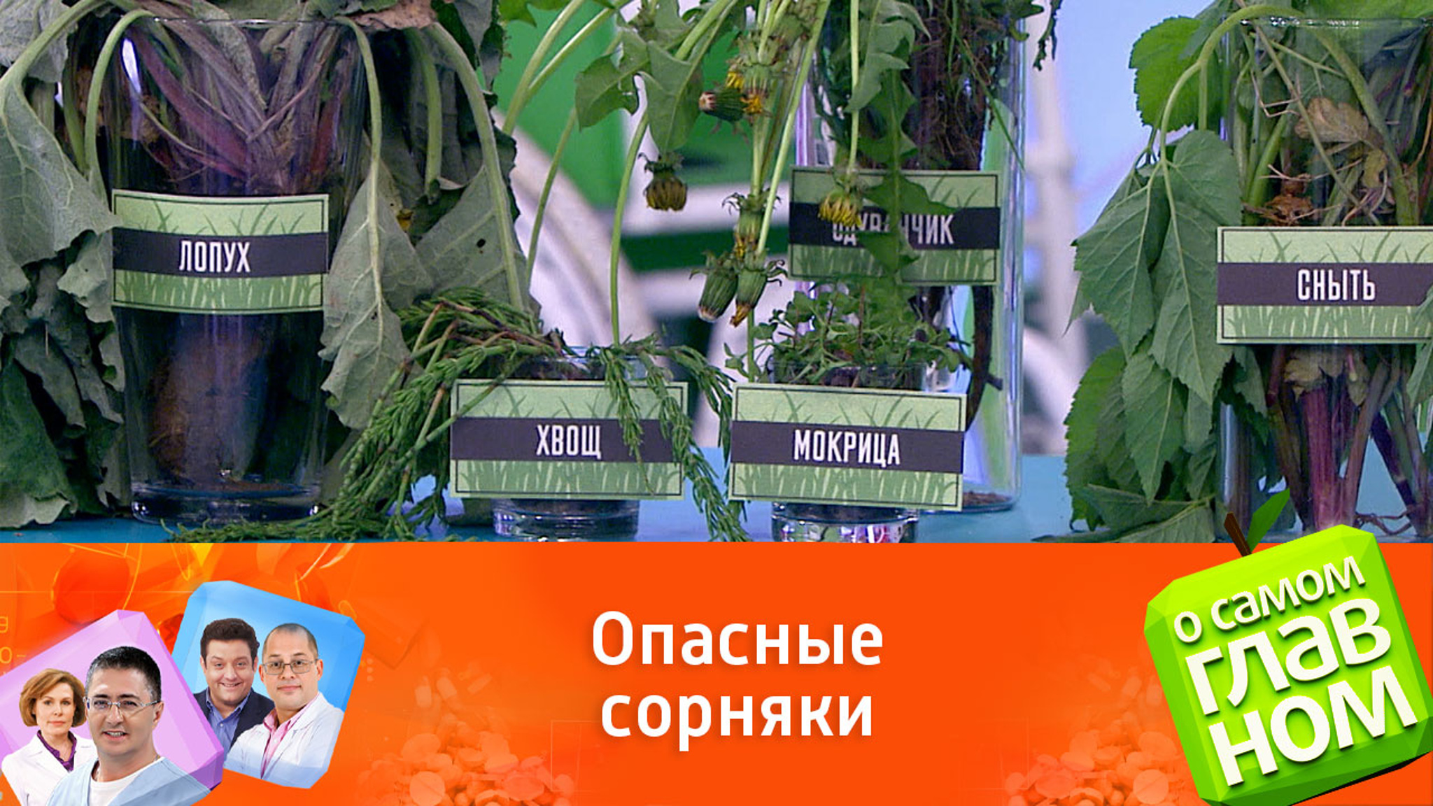 Борщевик способен оставлять ожоги на коже