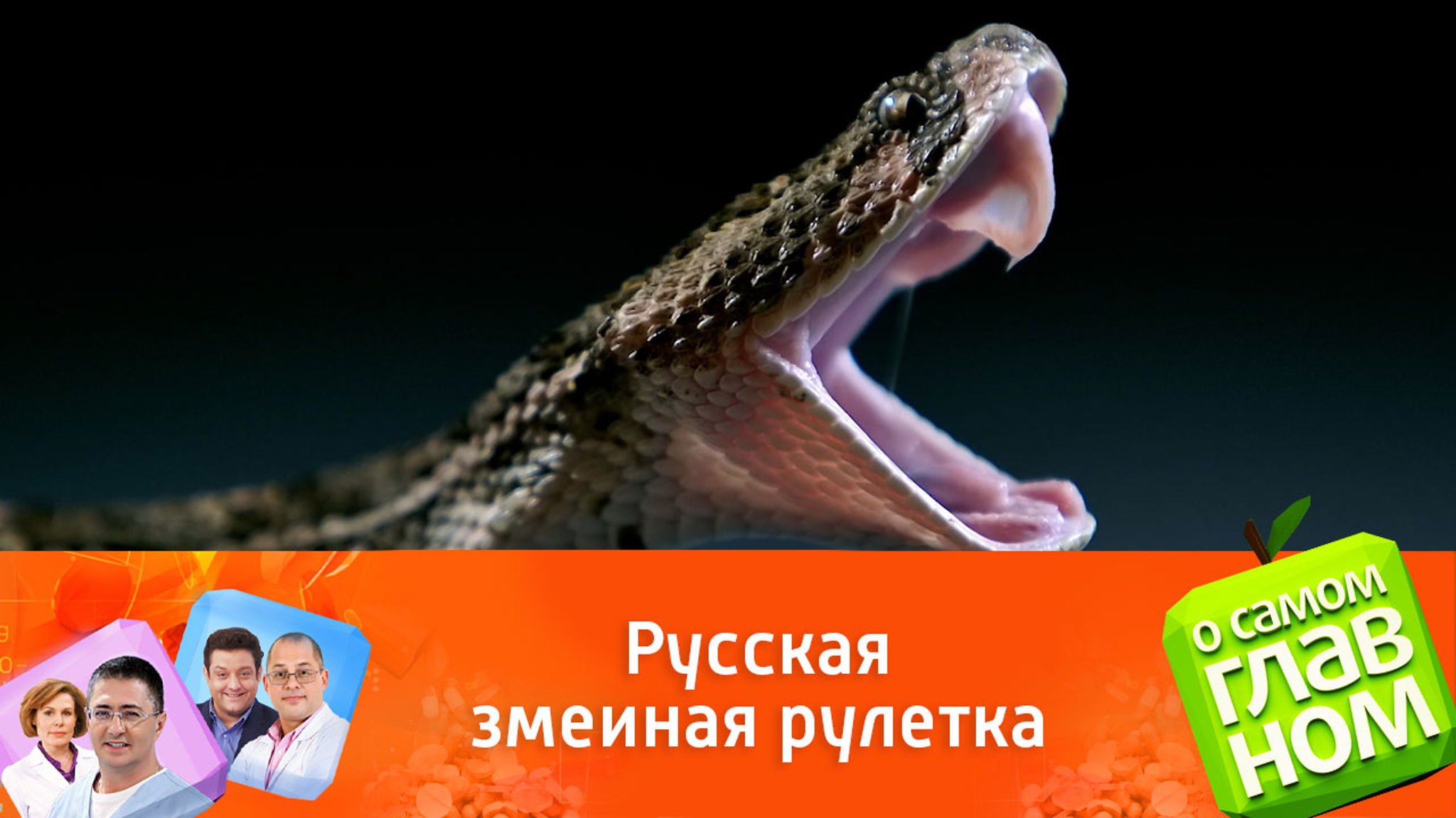Токсиколог Симонова назвала главные ошибки при встрече со змеей