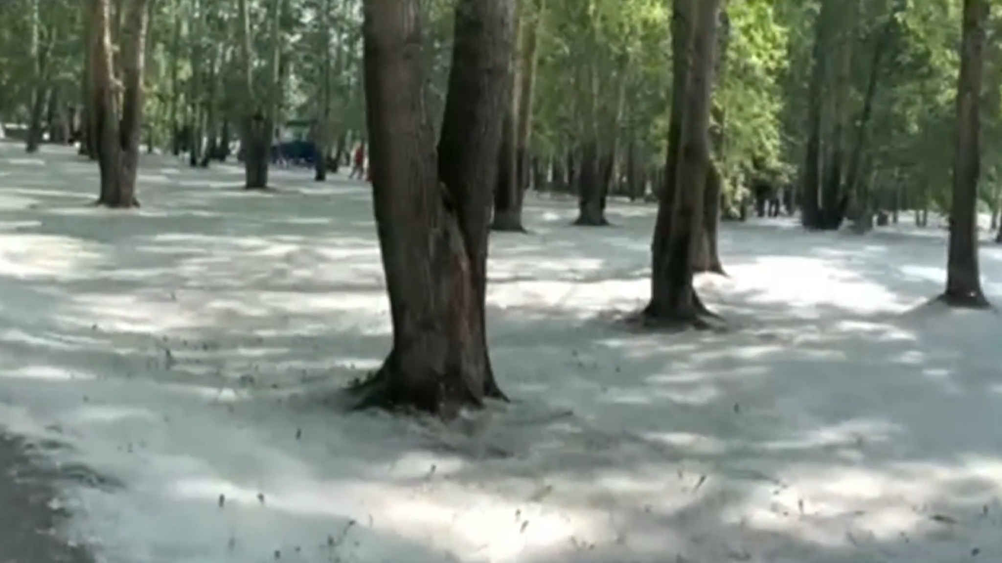 Тюменцы делятся кадрами городских улиц в тополином пухе