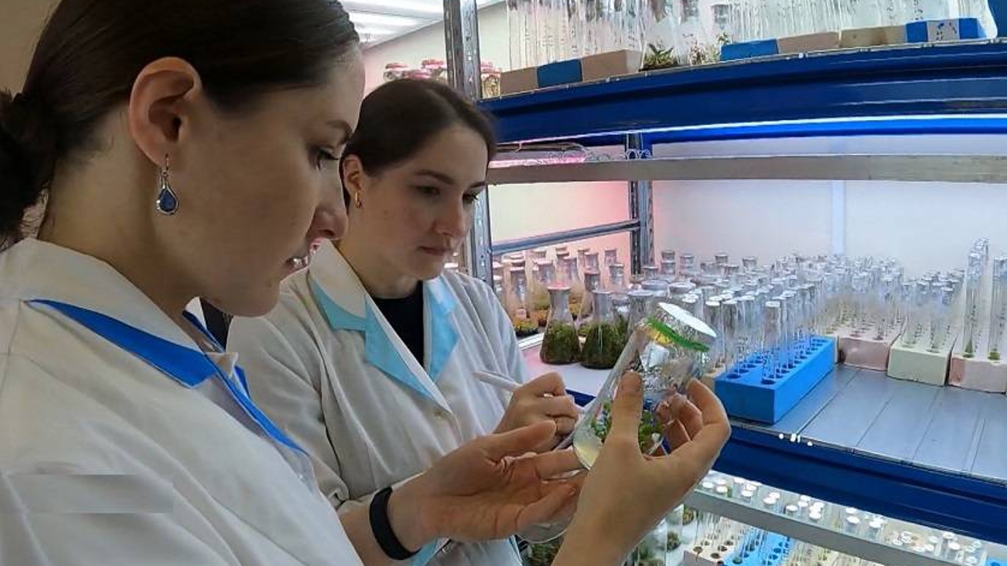Вырастить зеленых клонов в пробирке удалось ученым в Приморье