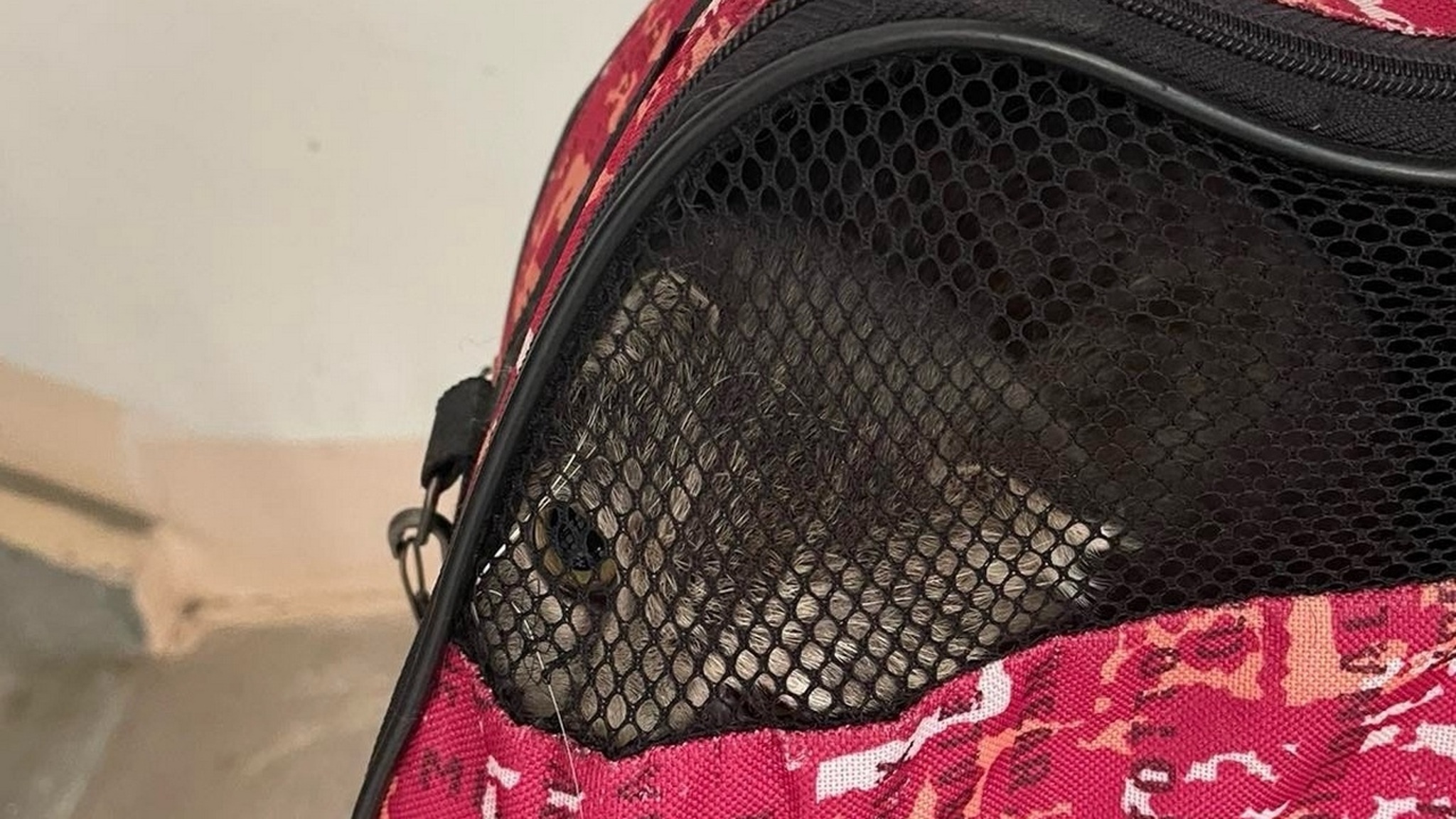 В Челябинске спасли кошку, которая проглотила иголку с ниткой