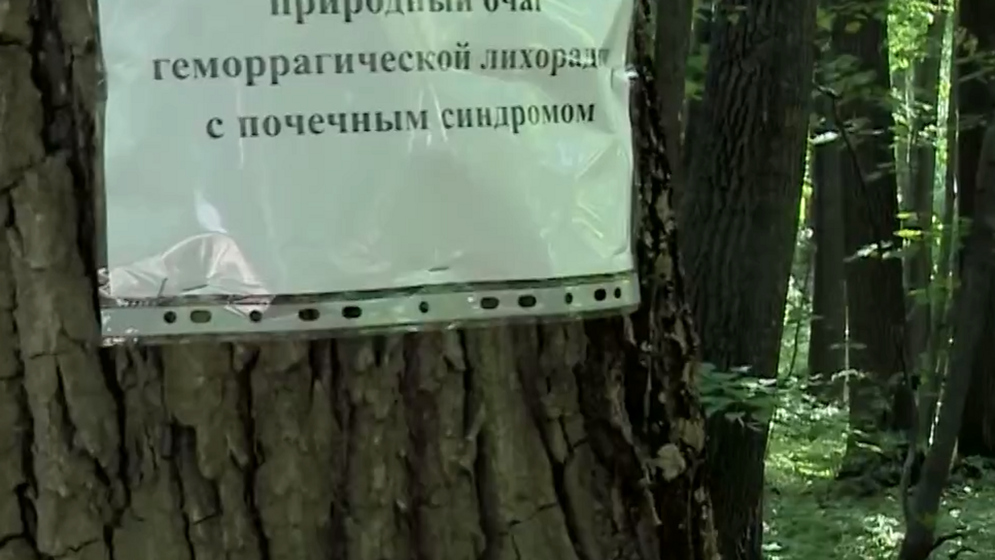 На территории Кумысной поляны решено провести внеочередные дератизационные мероприятия