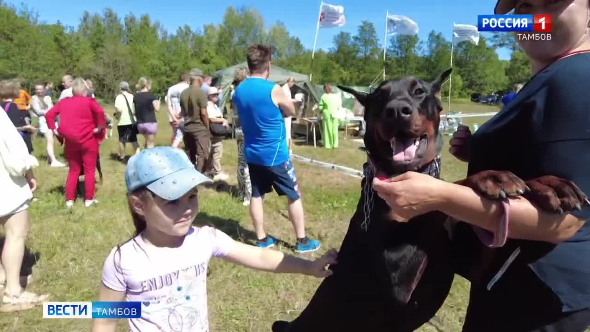 Самые красивые и титулованные собаки собрались на выставке всех пород в Тамбове