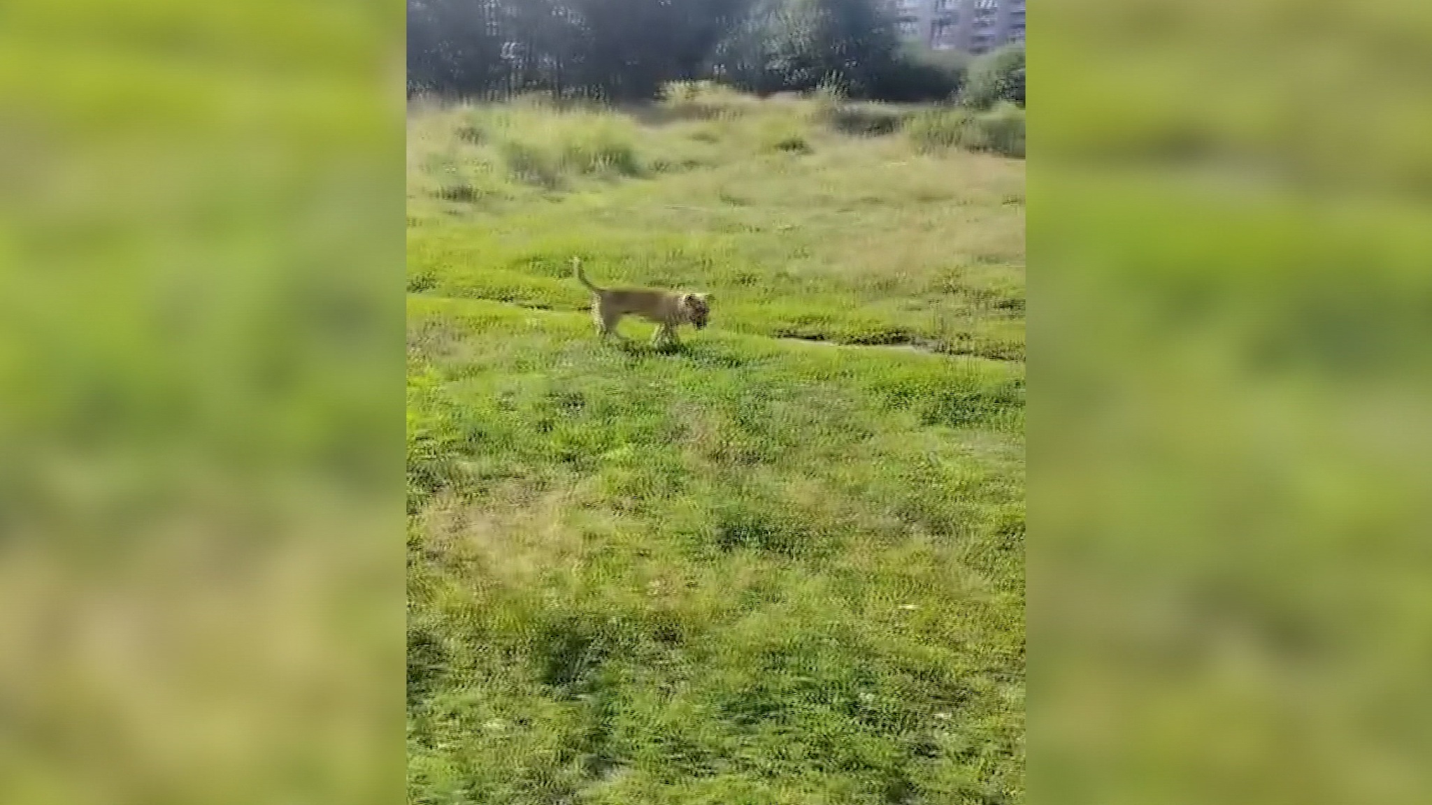 Приют "Добрый" выложил в социальных сетях видео прогулки Катыша